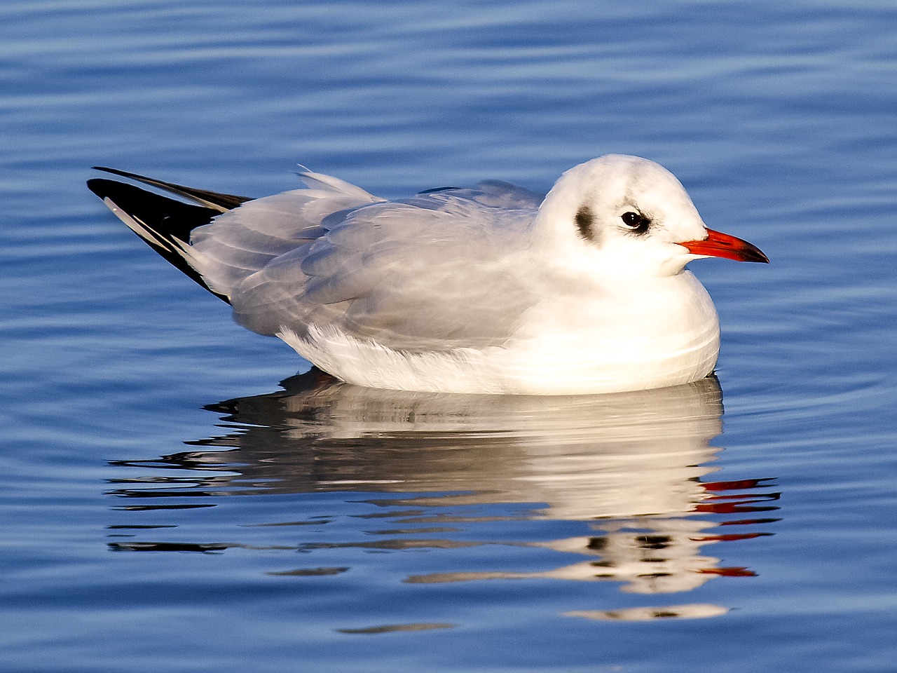 black headed gull seagull bird free photo