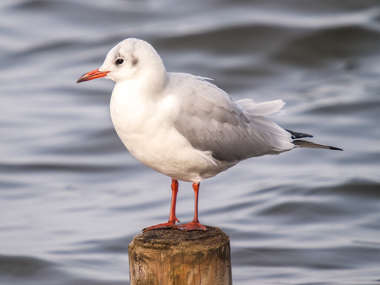 black headed gull seagull water bird free photo