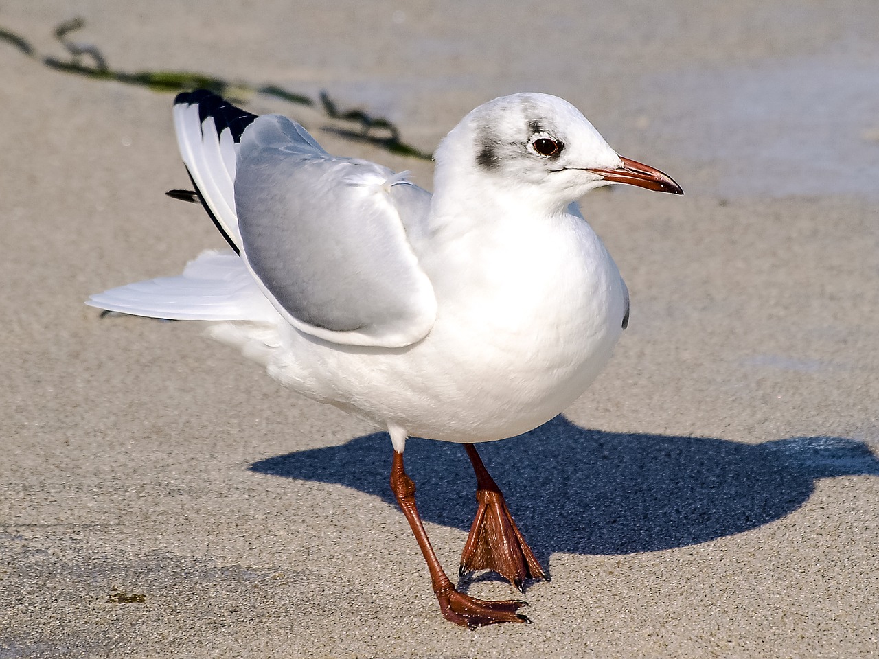 black headed gull seagull water bird free photo