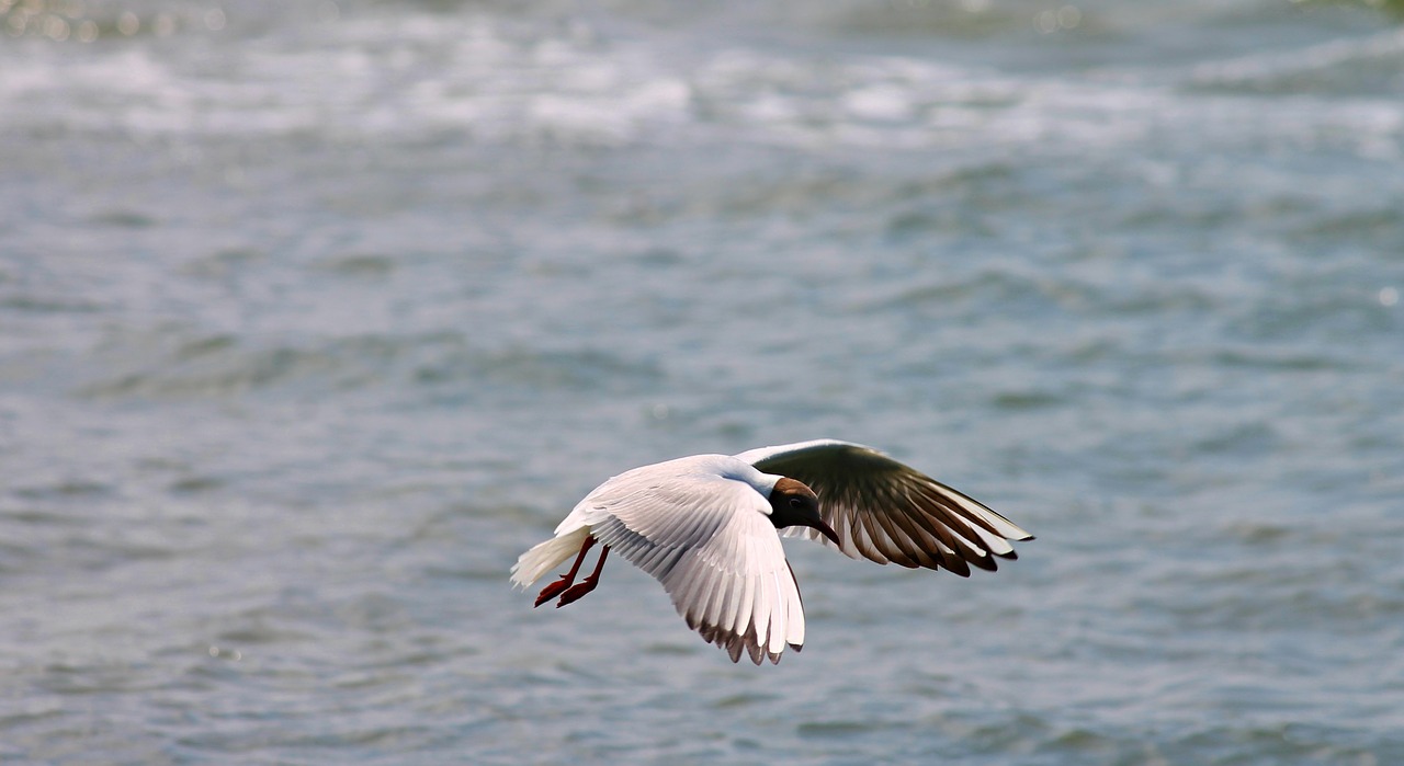 black headed gull seagull flight free photo