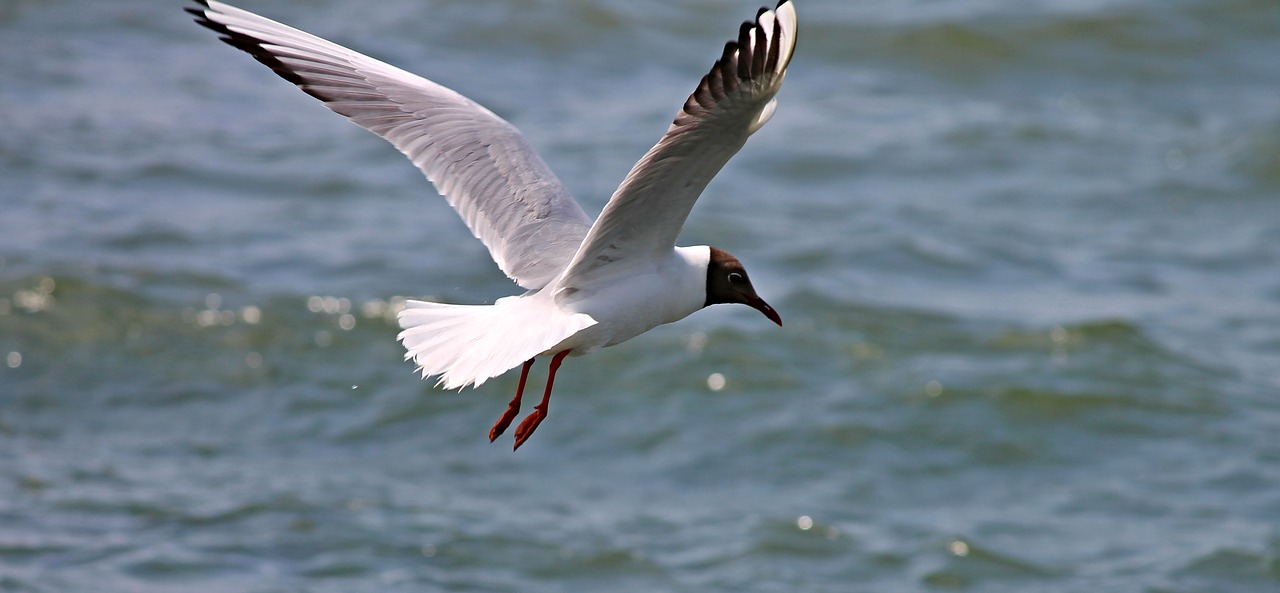 black headed gull seagull flight free photo