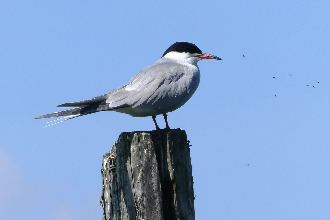 black-headed gull  bird  seagull free photo