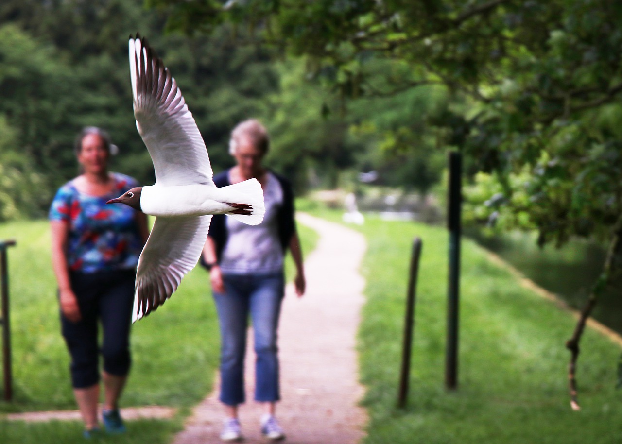 black-headed gull  sea bird  seagull free photo