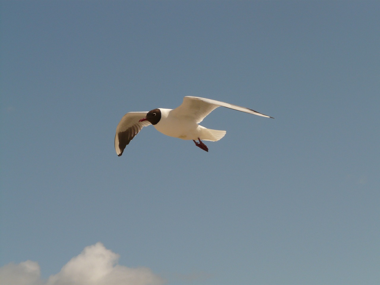 black headed gull fly flight free photo