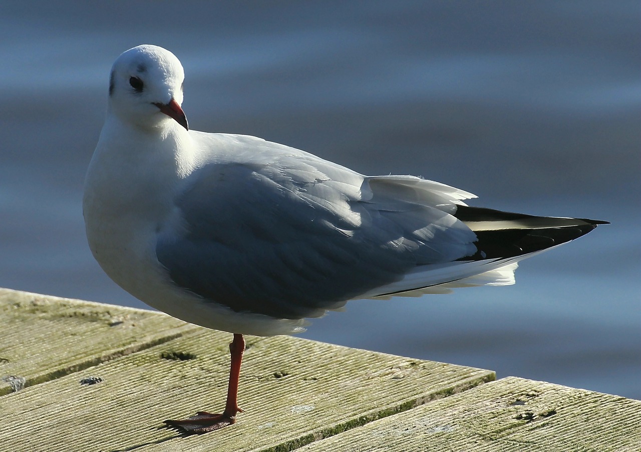 black headed gull bird chroicocephalus ridibundus free photo