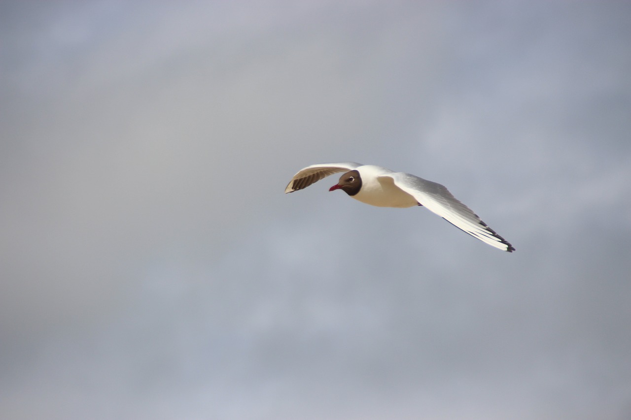 black-headed gull in flight bird flight seagull free photo