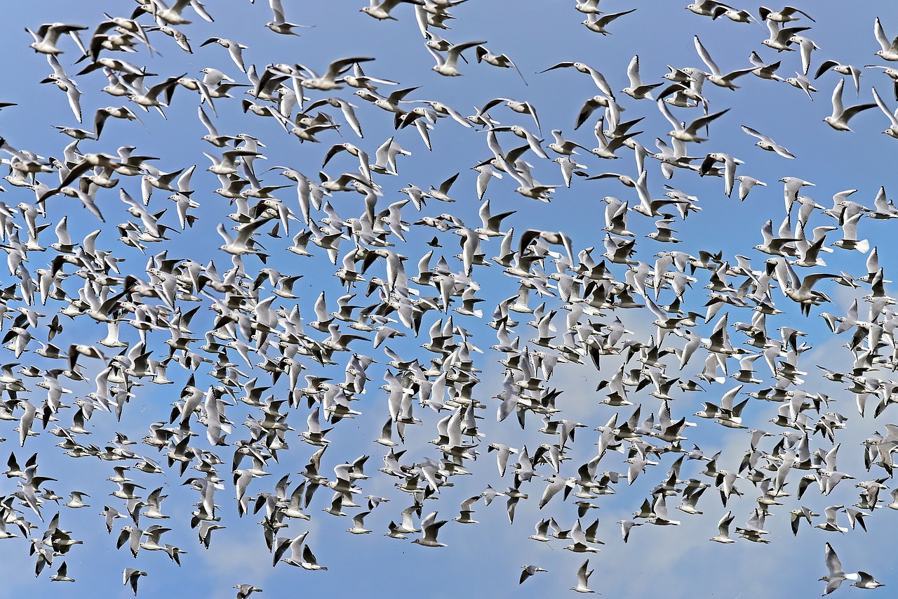 black headed gulls swarm flock of birds free photo
