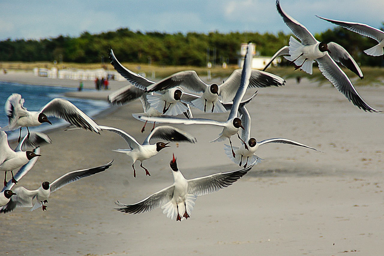 black headed gulls larus ridibundus waterfowl free photo