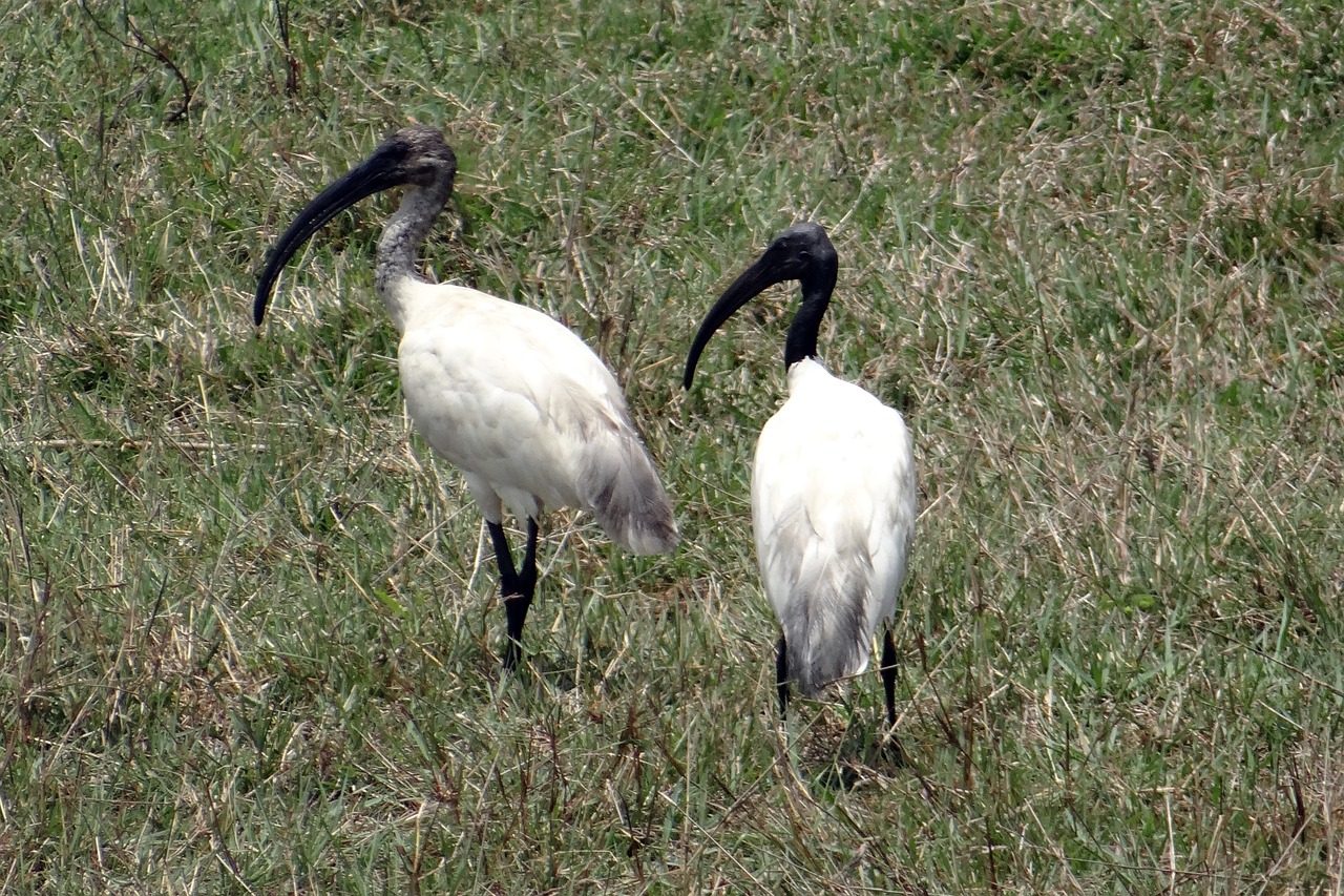 black-headed ibis oriental white ibis threskiornis melanocephalus free photo