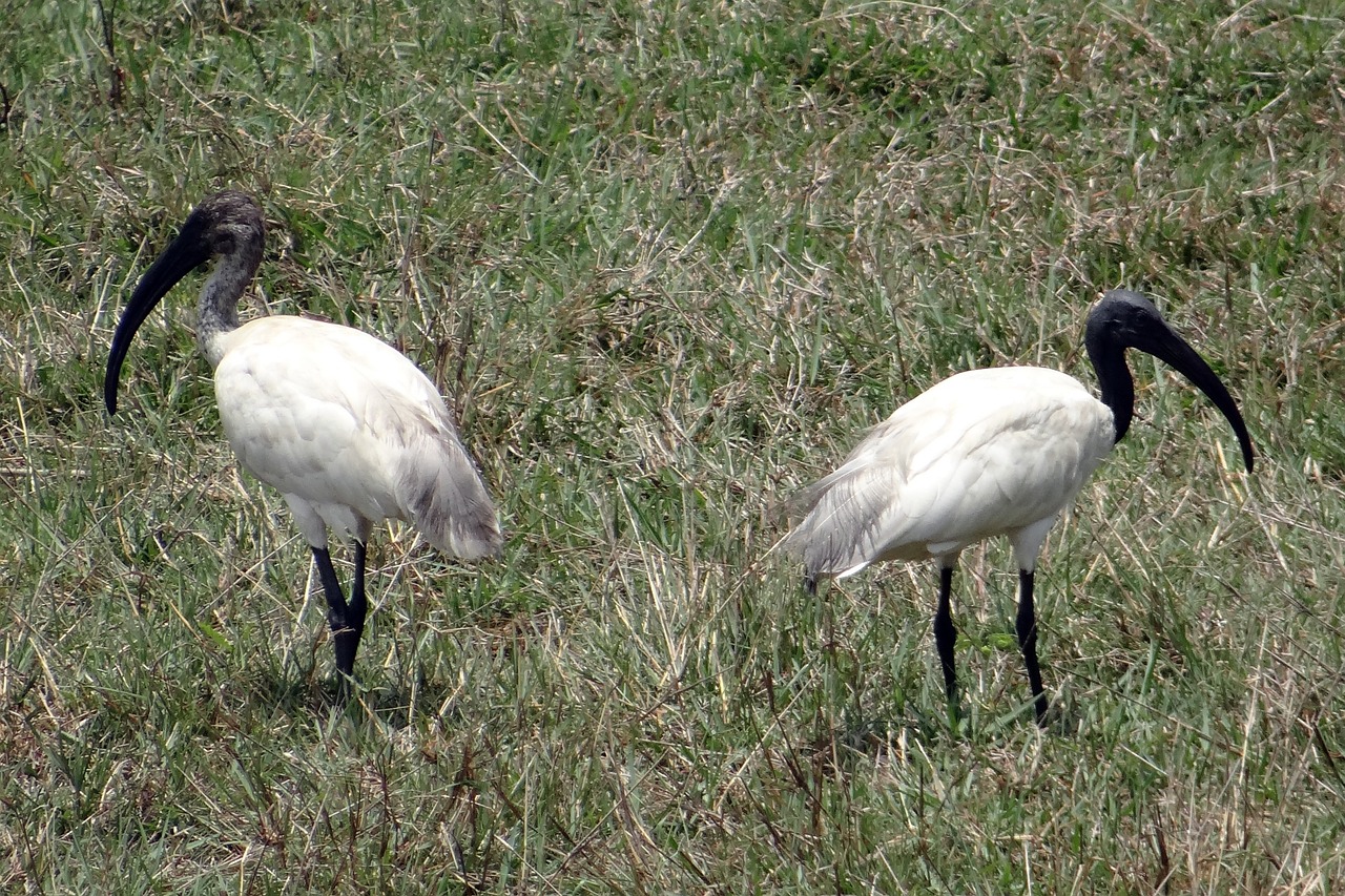 black-headed ibis oriental white ibis threskiornis melanocephalus free photo