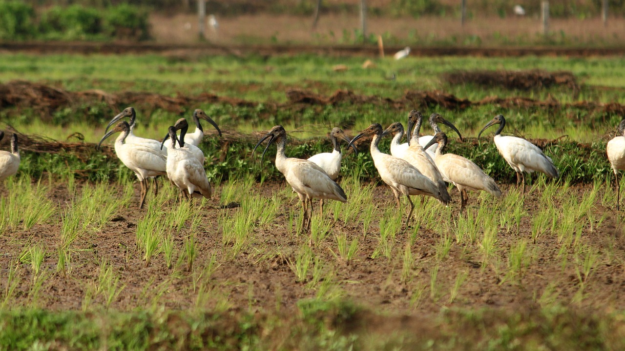 black headed ibis  black  white free photo