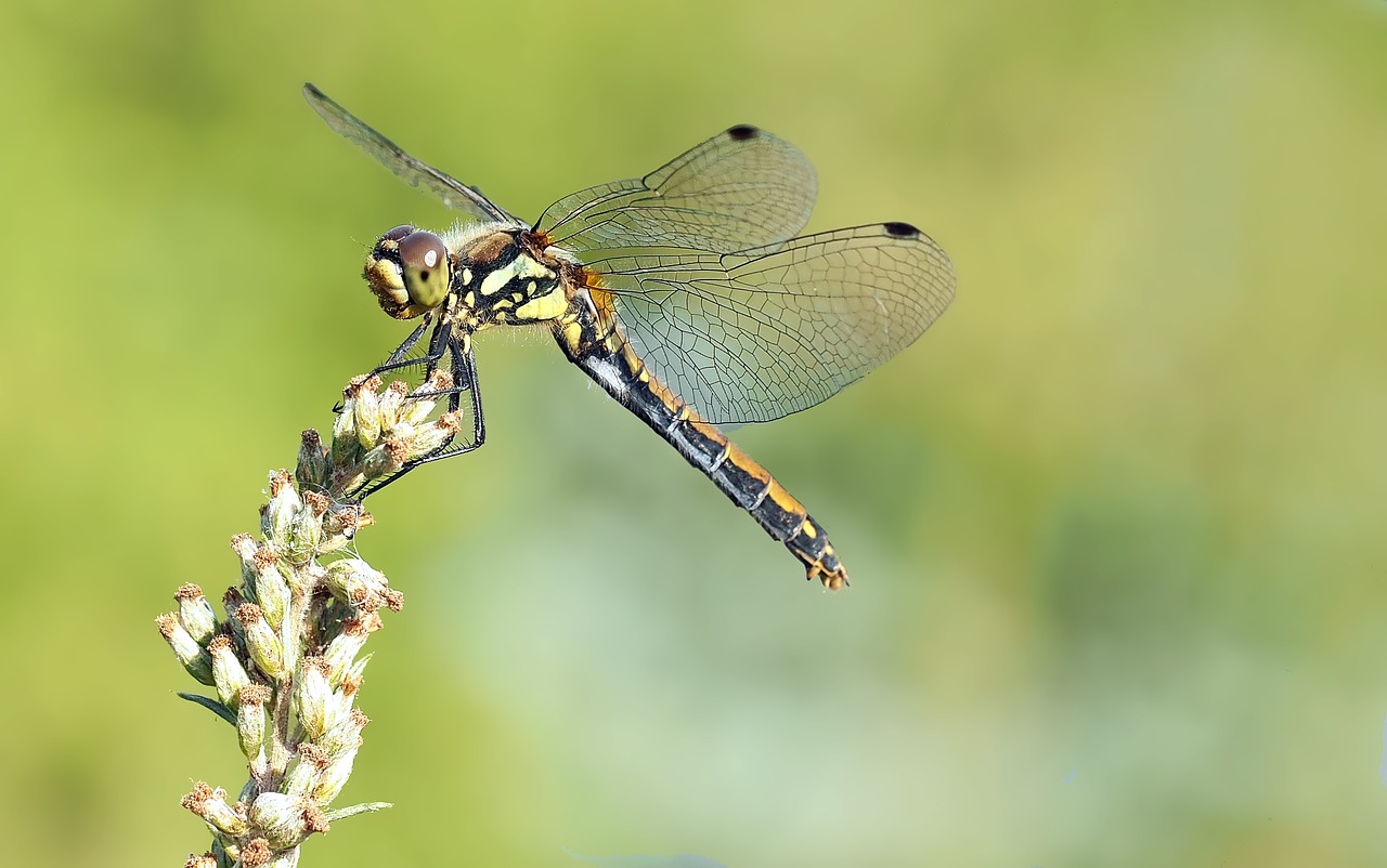 insect nature live free photo