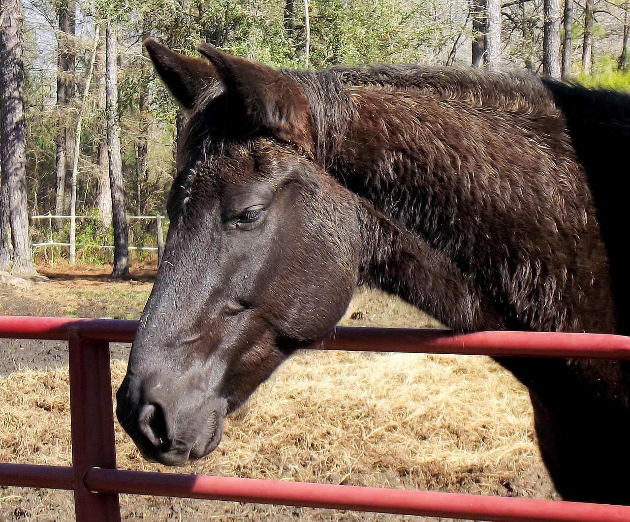 black horse red gate shaggy free photo