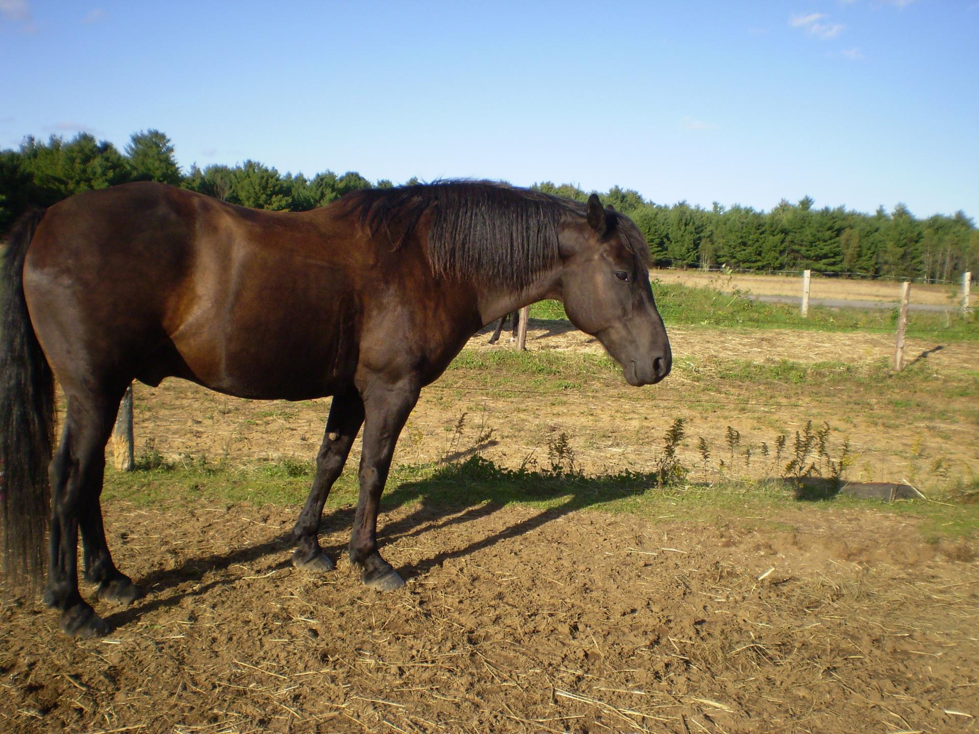 horse horseback riding free photo