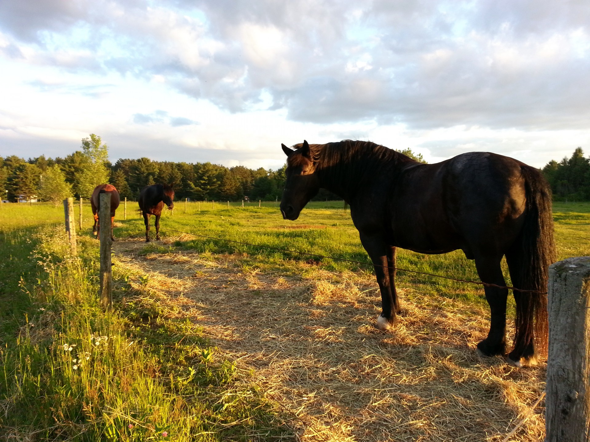 horse horseback riding free photo