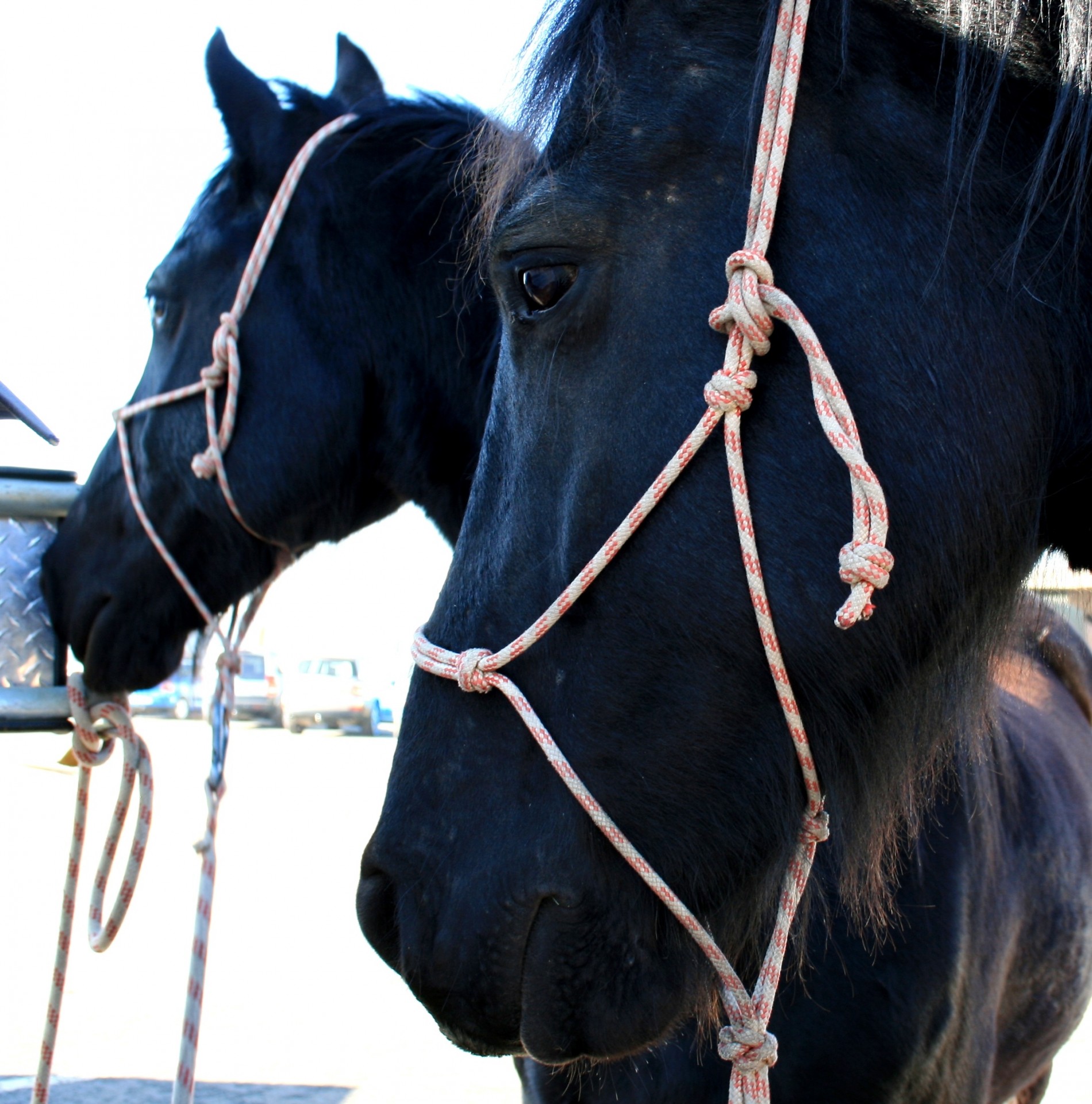 horse equus black free photo