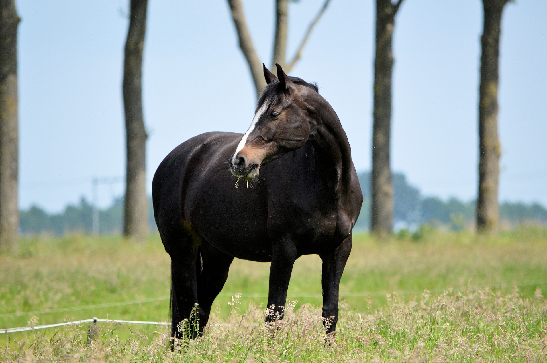 horse farm animal free photo