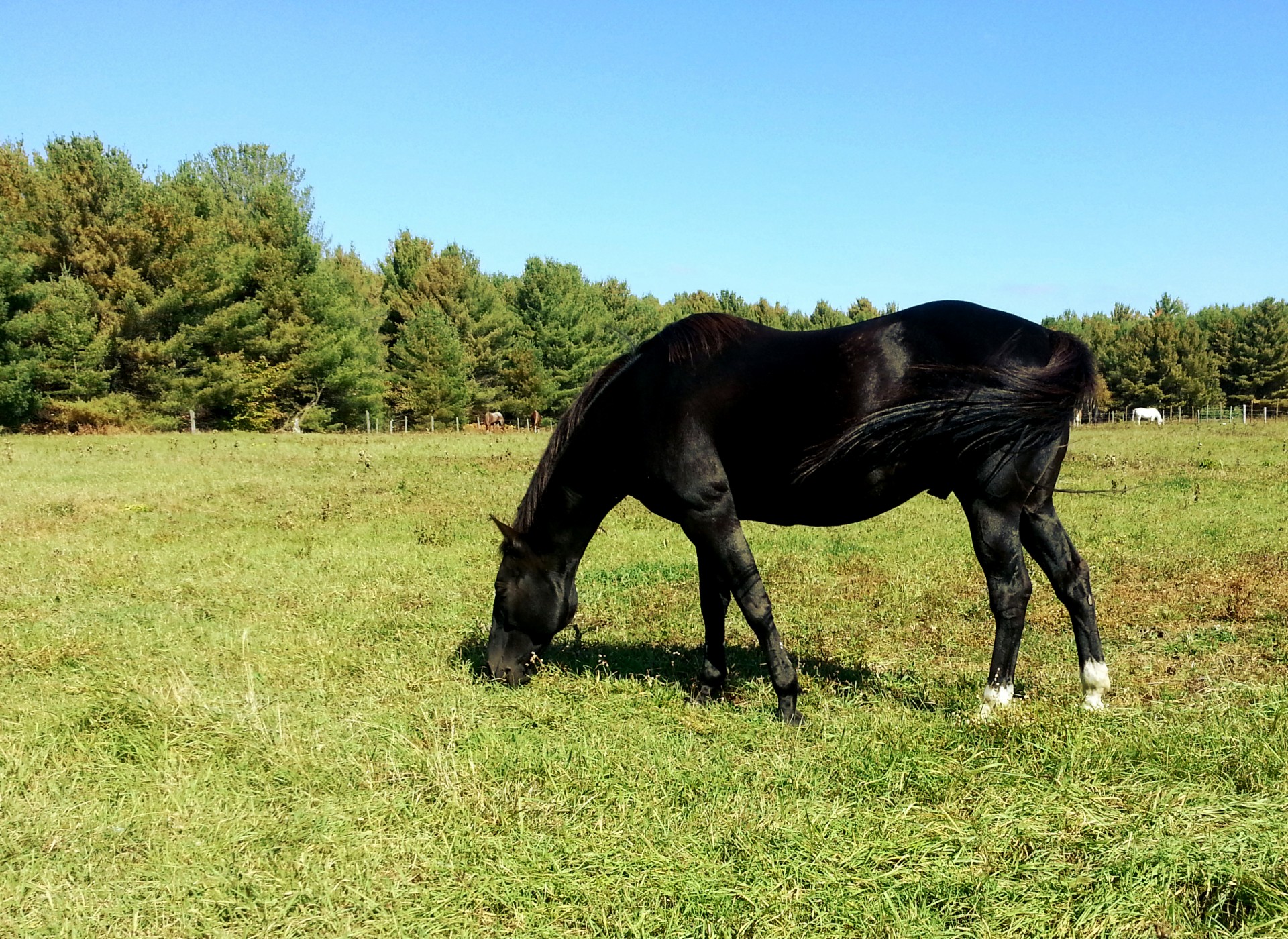 horse horses horseback free photo