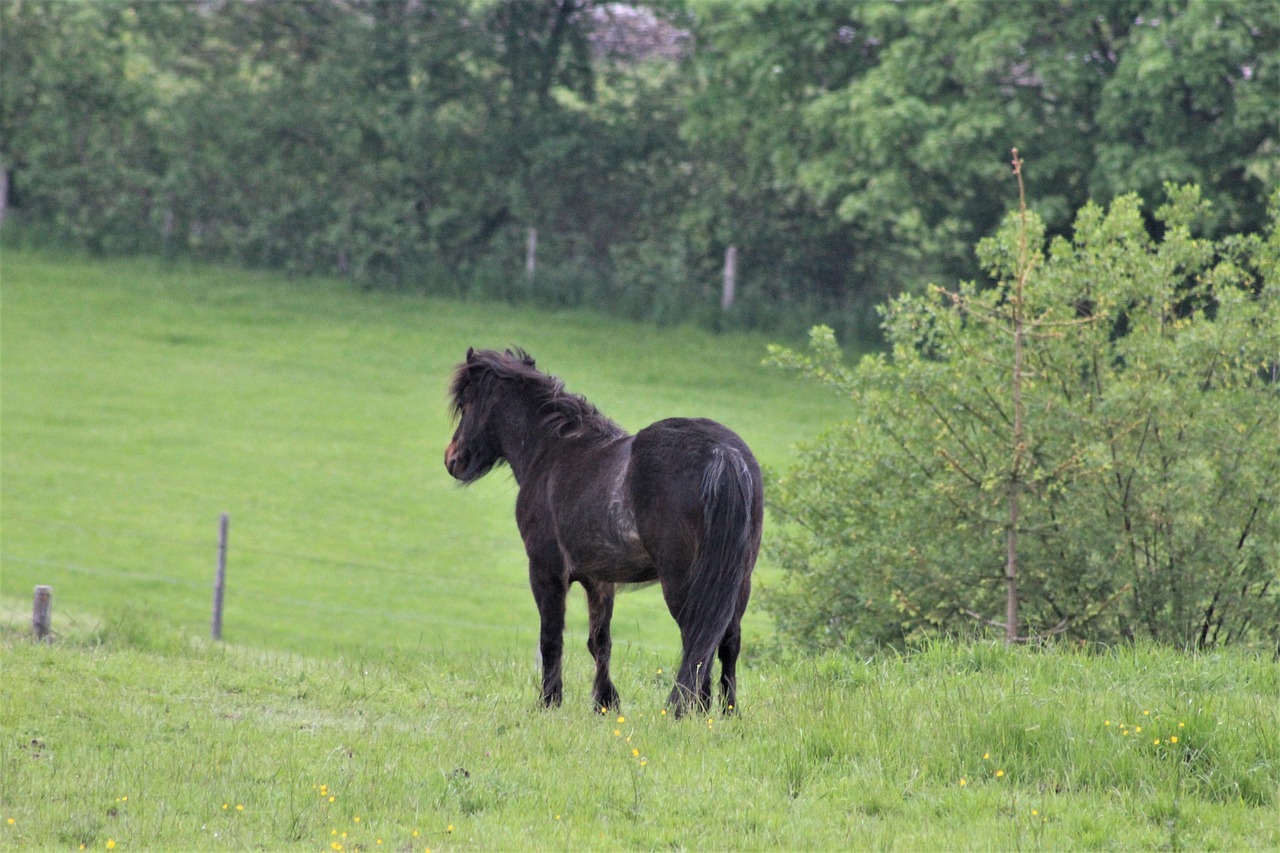 black horse green pasture equine free photo