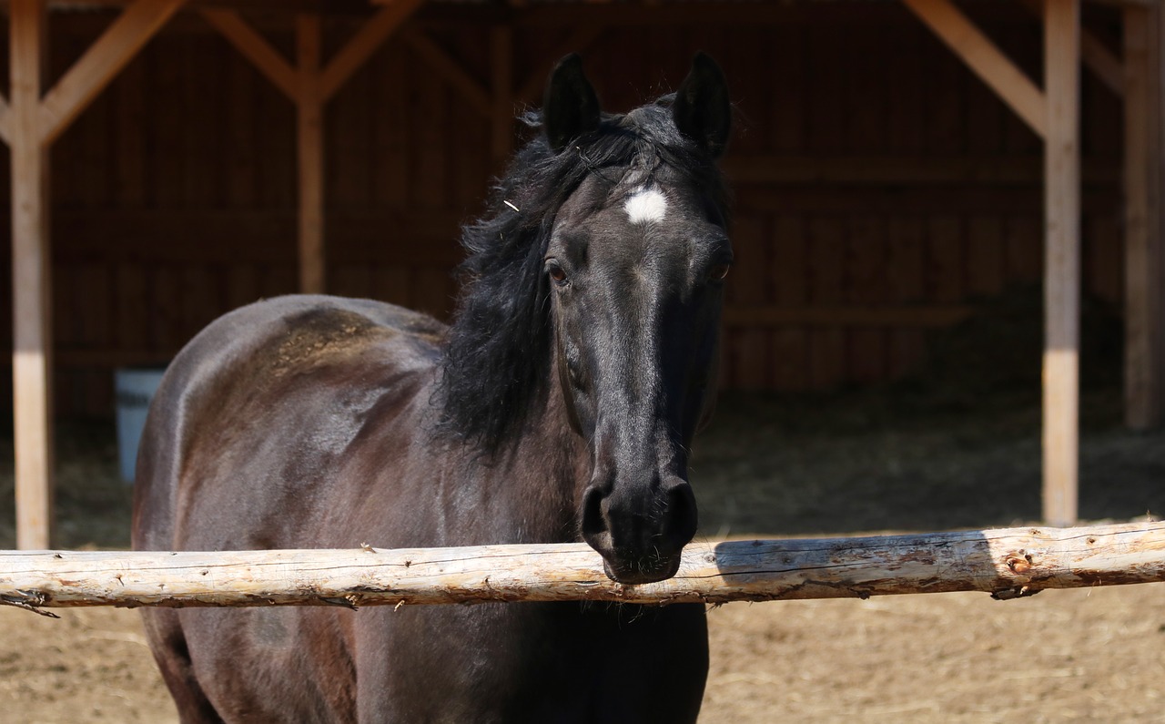 black horse  view  pen free photo