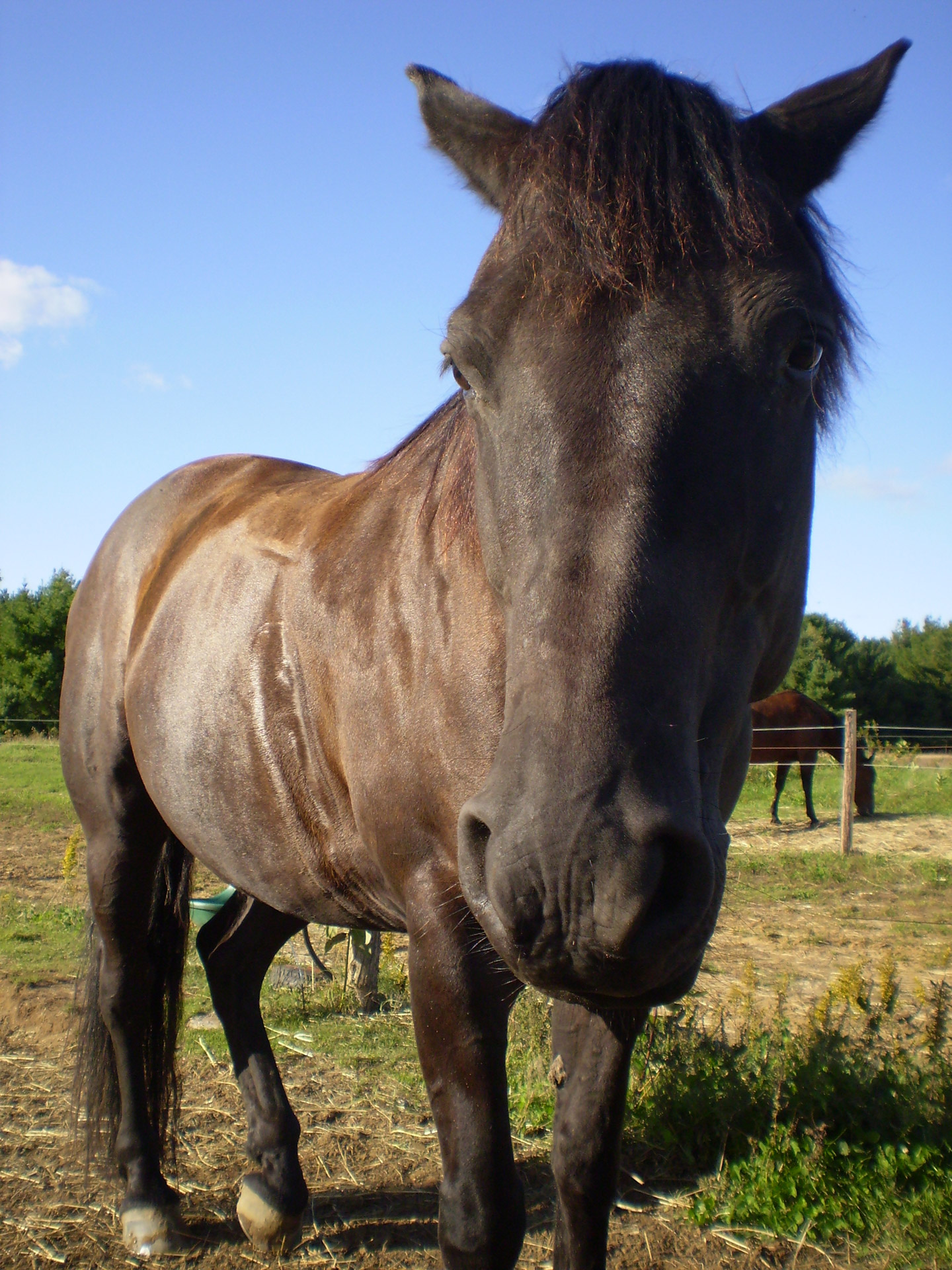 horse black blue free photo