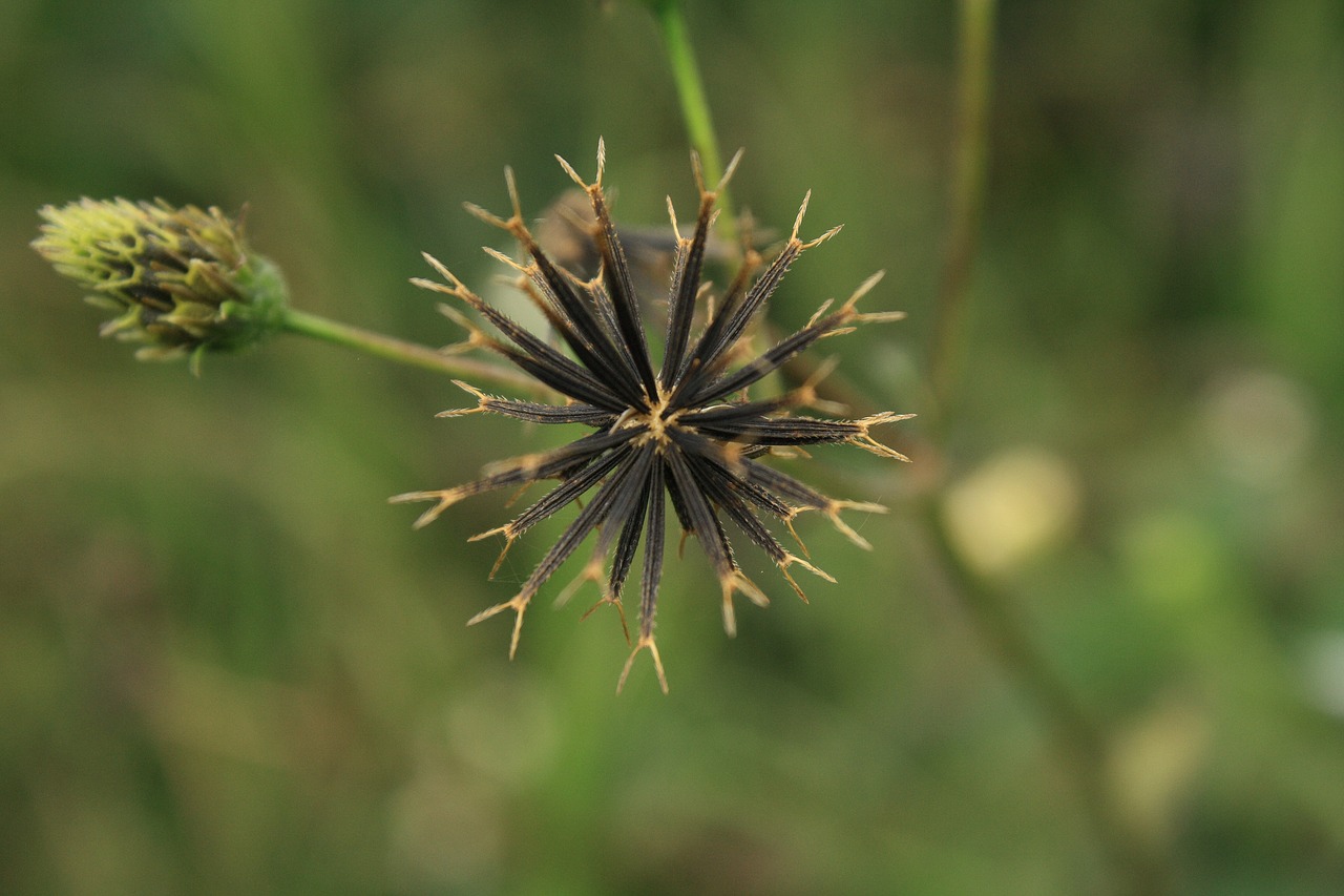 black jack flower green free photo