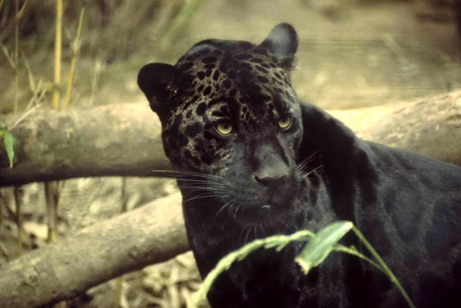 jaguar black big cat free photo