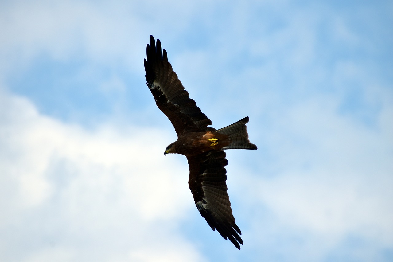 black kite flying predator free photo