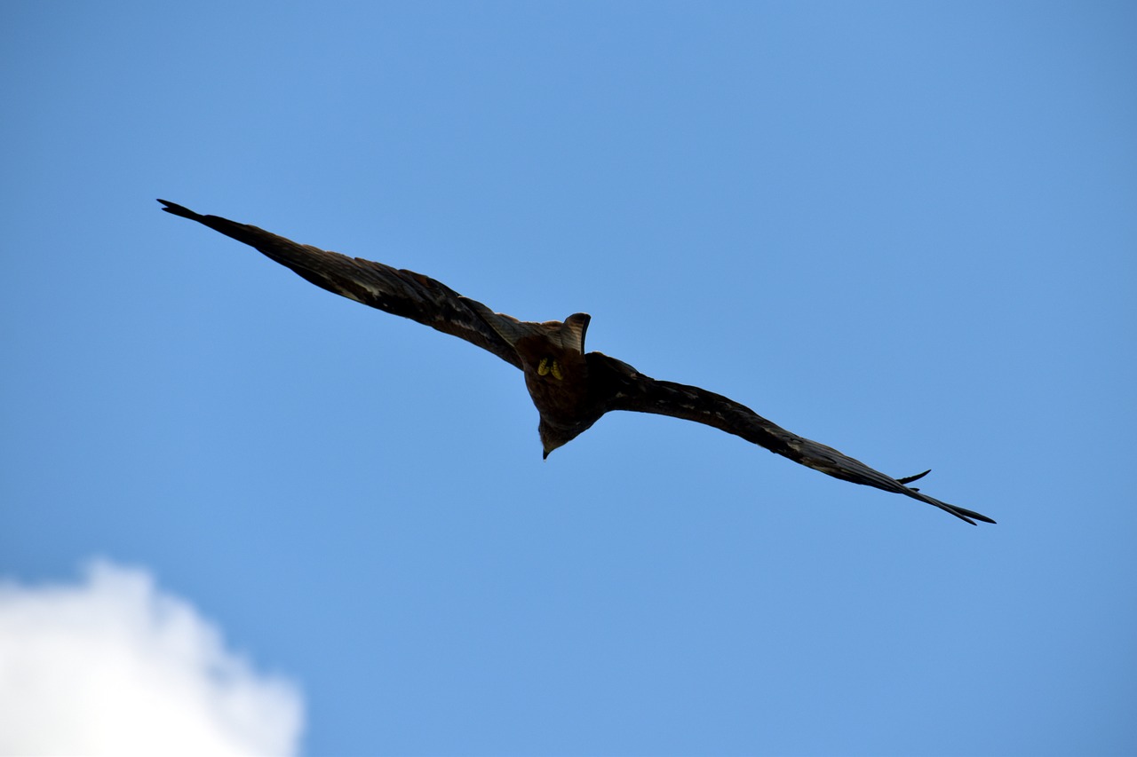 black kite flying predator free photo