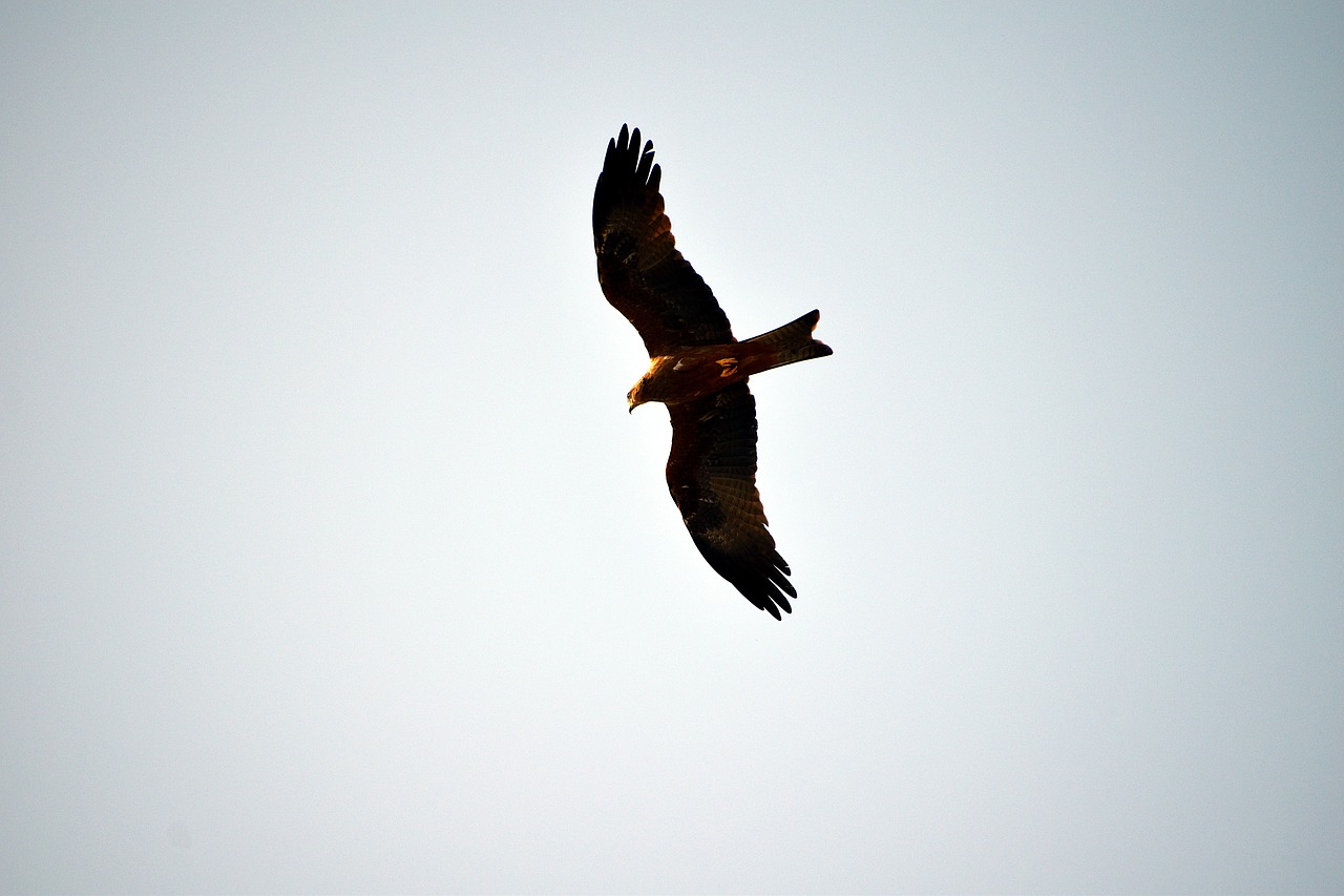 black kite raptor flying free photo