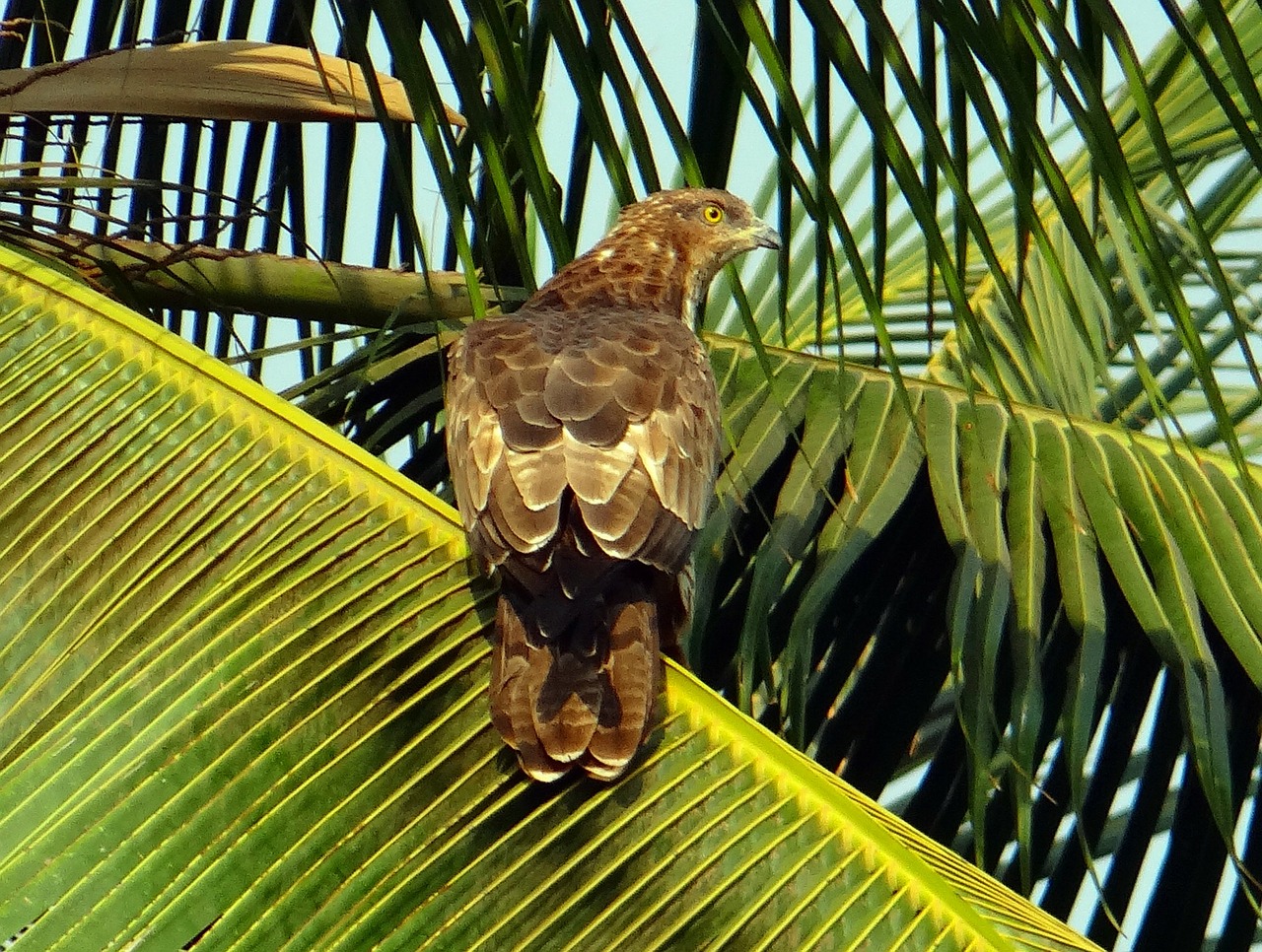 Black kite,milvus migrans,kite,bird,bird of prey - free image from ...