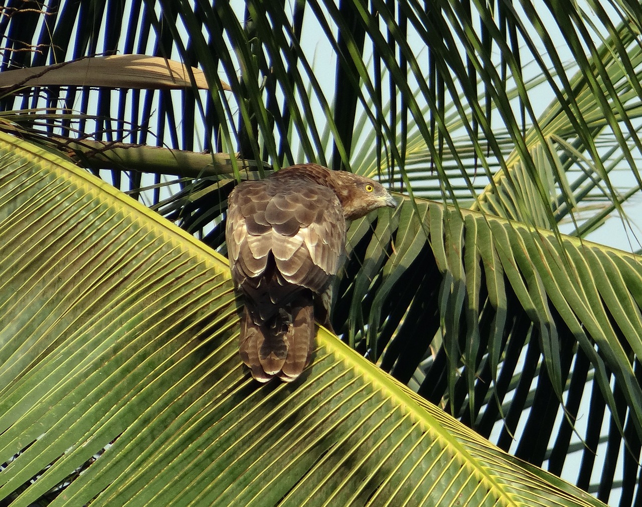 Black kite,milvus migrans,kite,bird,bird of prey - free image from ...