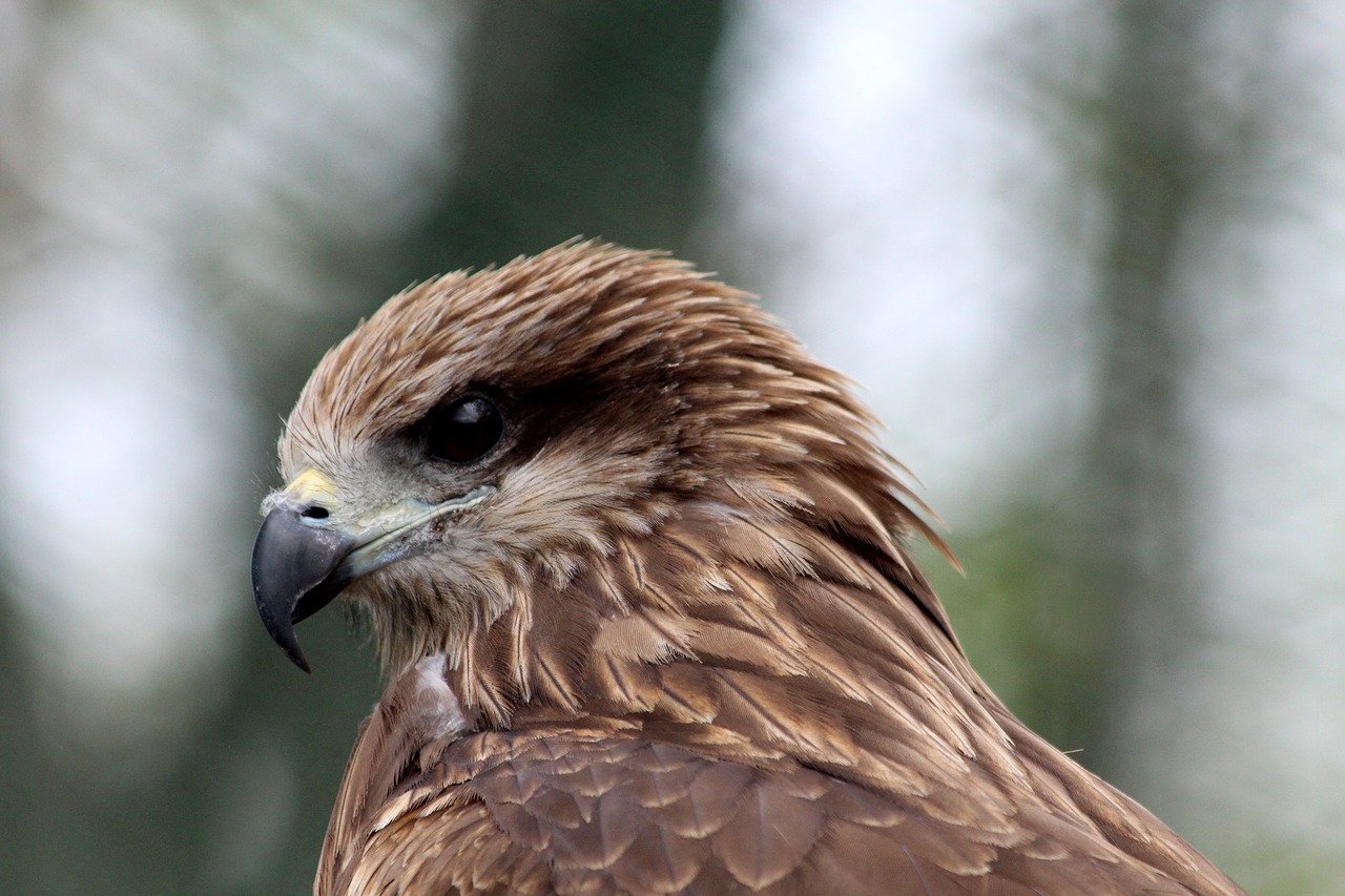 black kite milvus migrans bird free photo