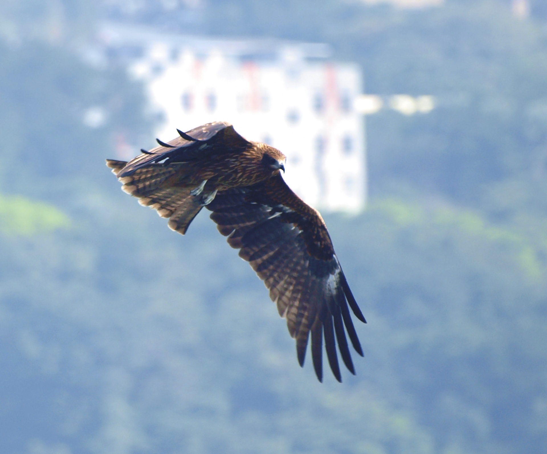 black kite jilong taiwan free photo