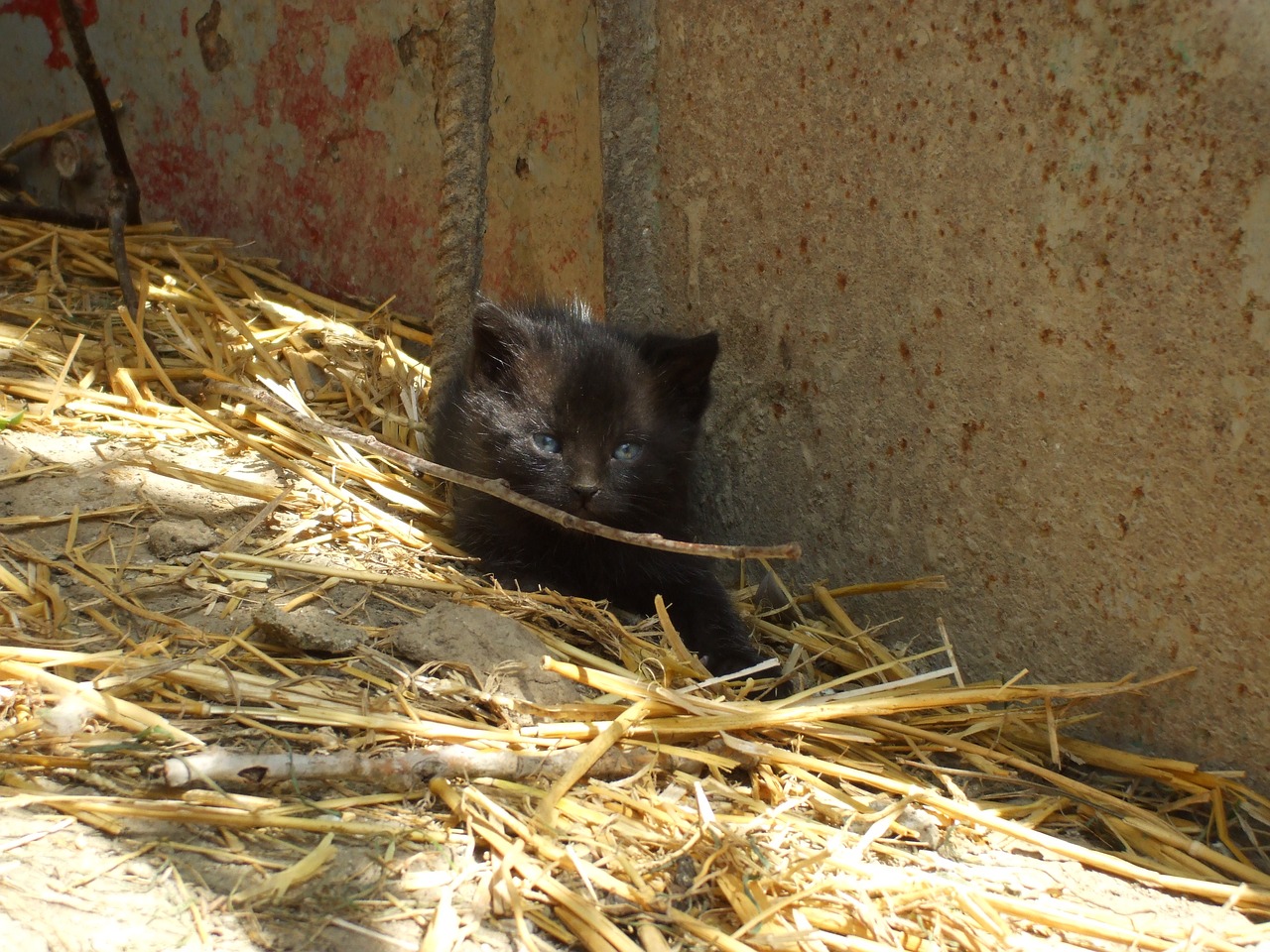 black kitten kitten kitty free photo