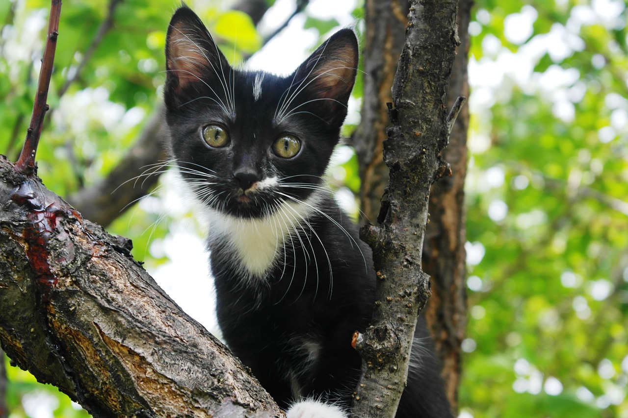 black kitten cute portrait free photo