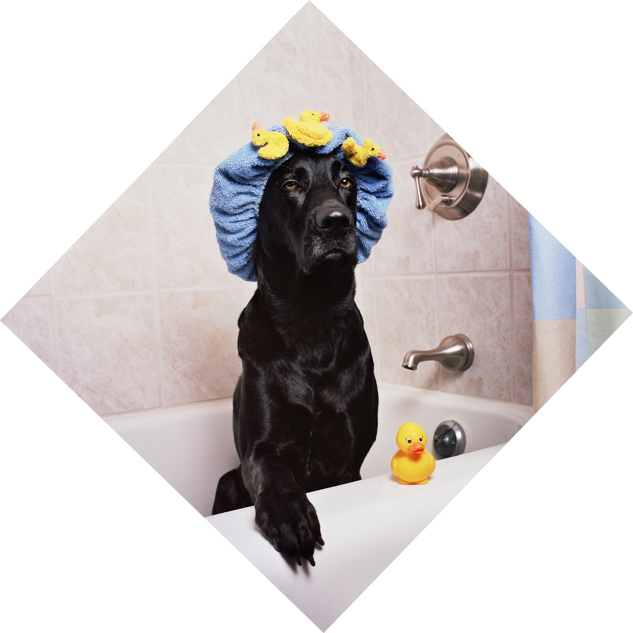 black lab labrador dog free photo