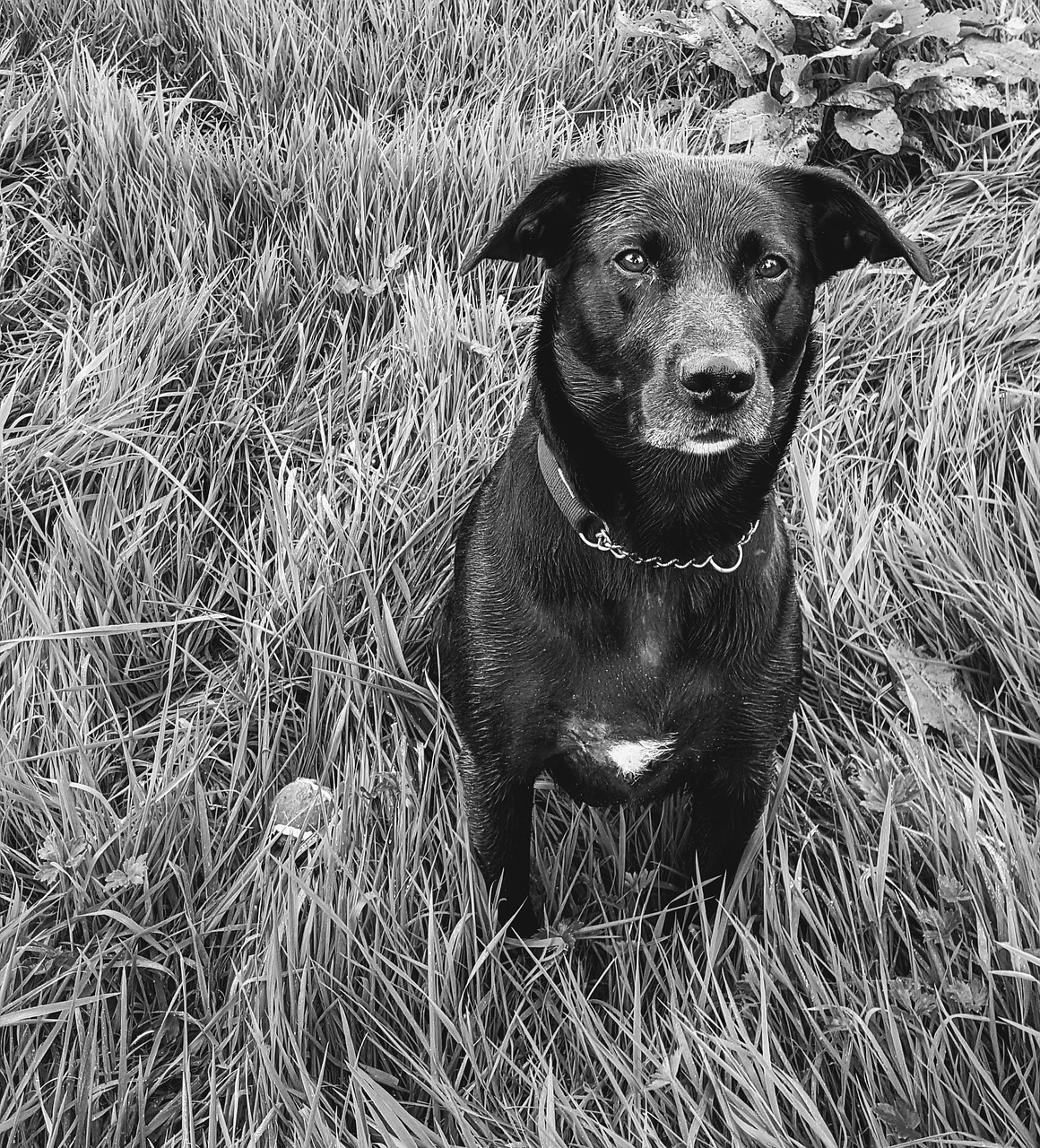 black labrador dog canine free photo