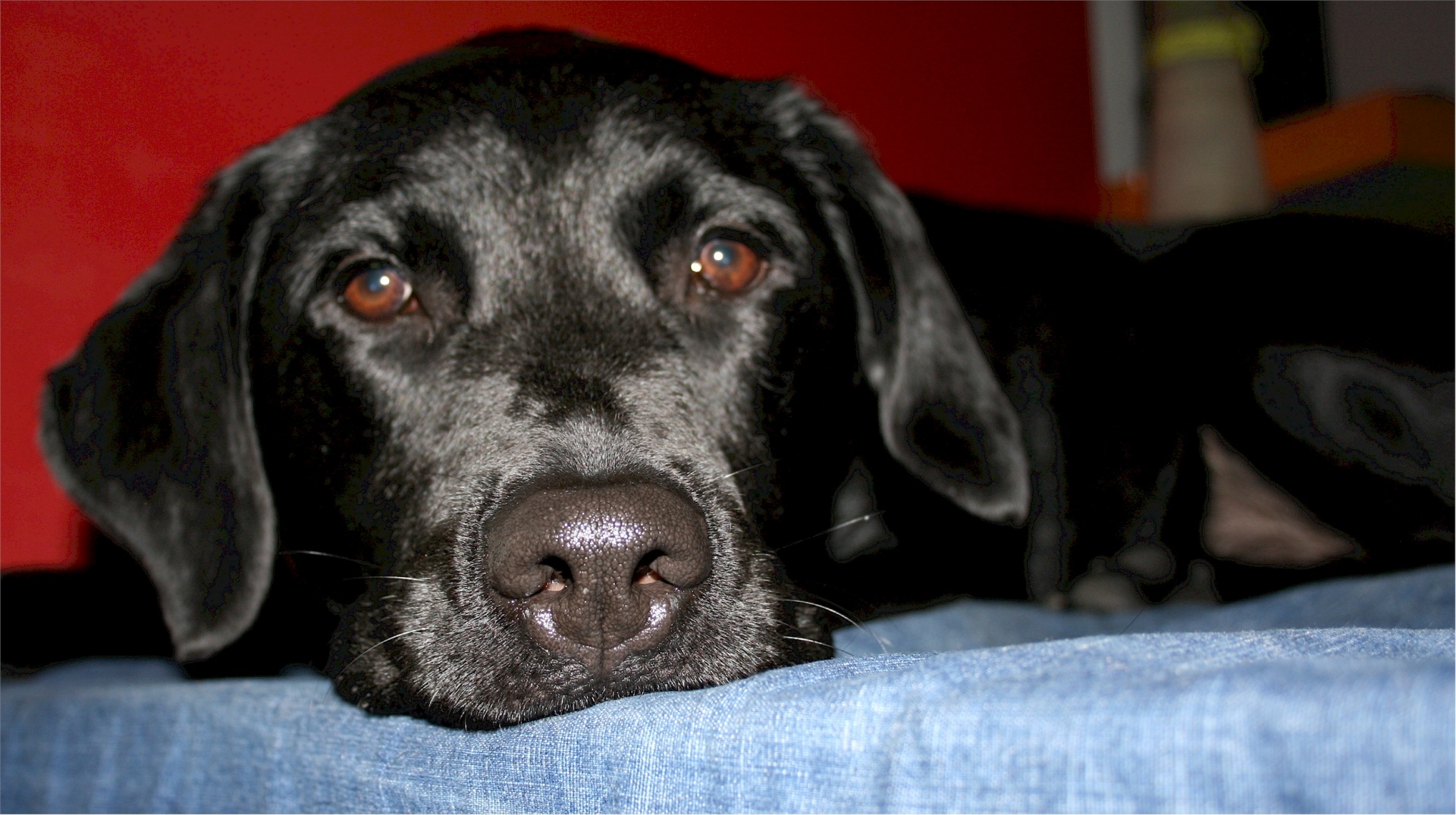 labrador retriever black dog free photo