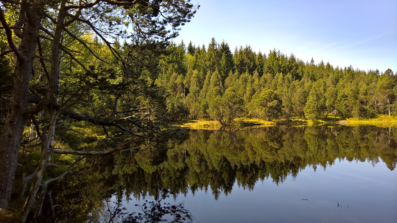 black lake black forest mirroring free photo