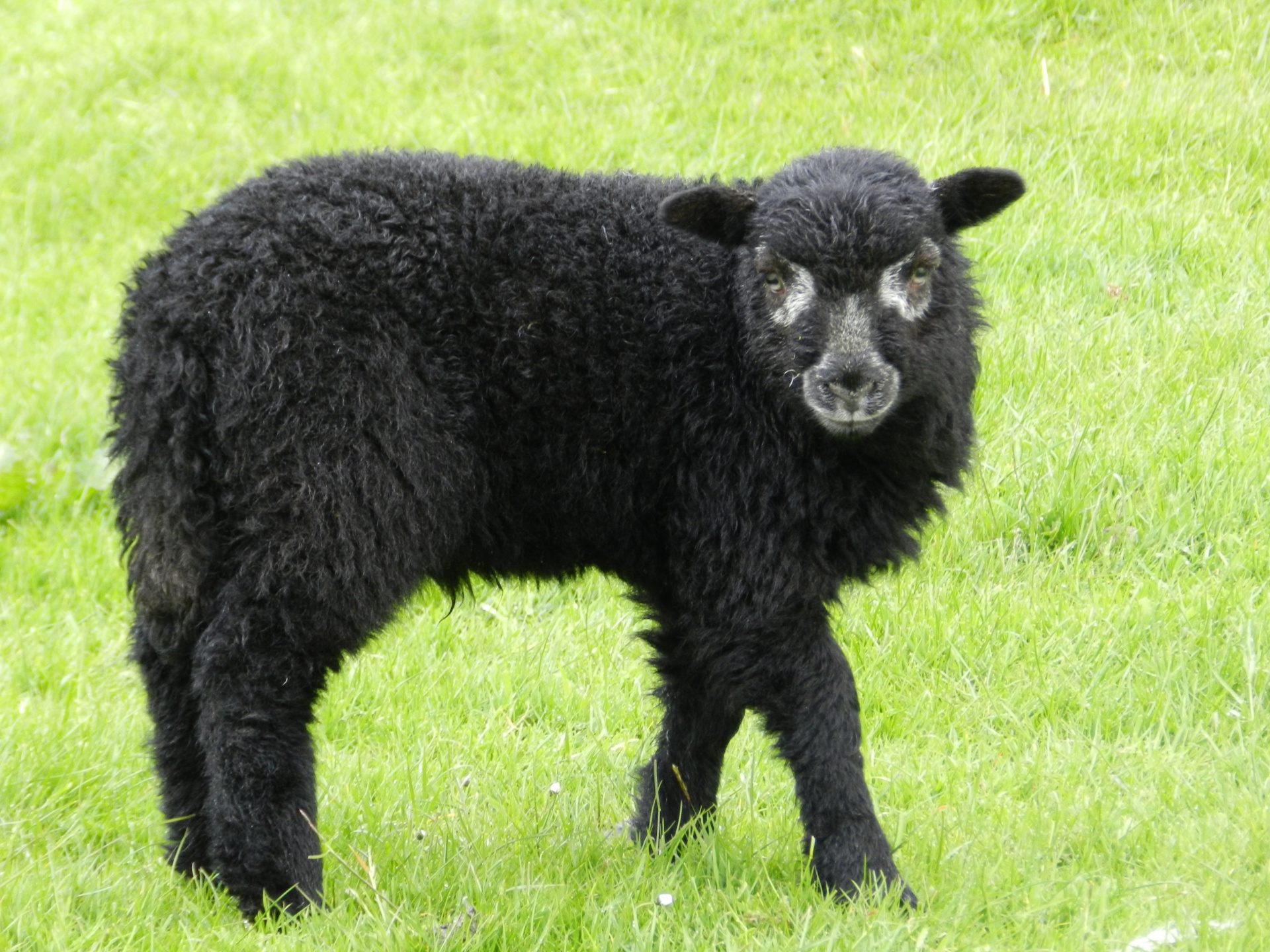 lamb black field free photo