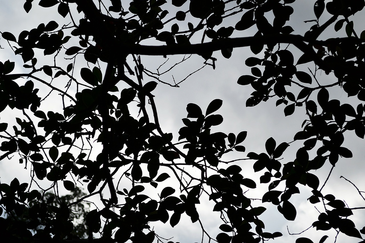 black leafs clouds haunted free photo