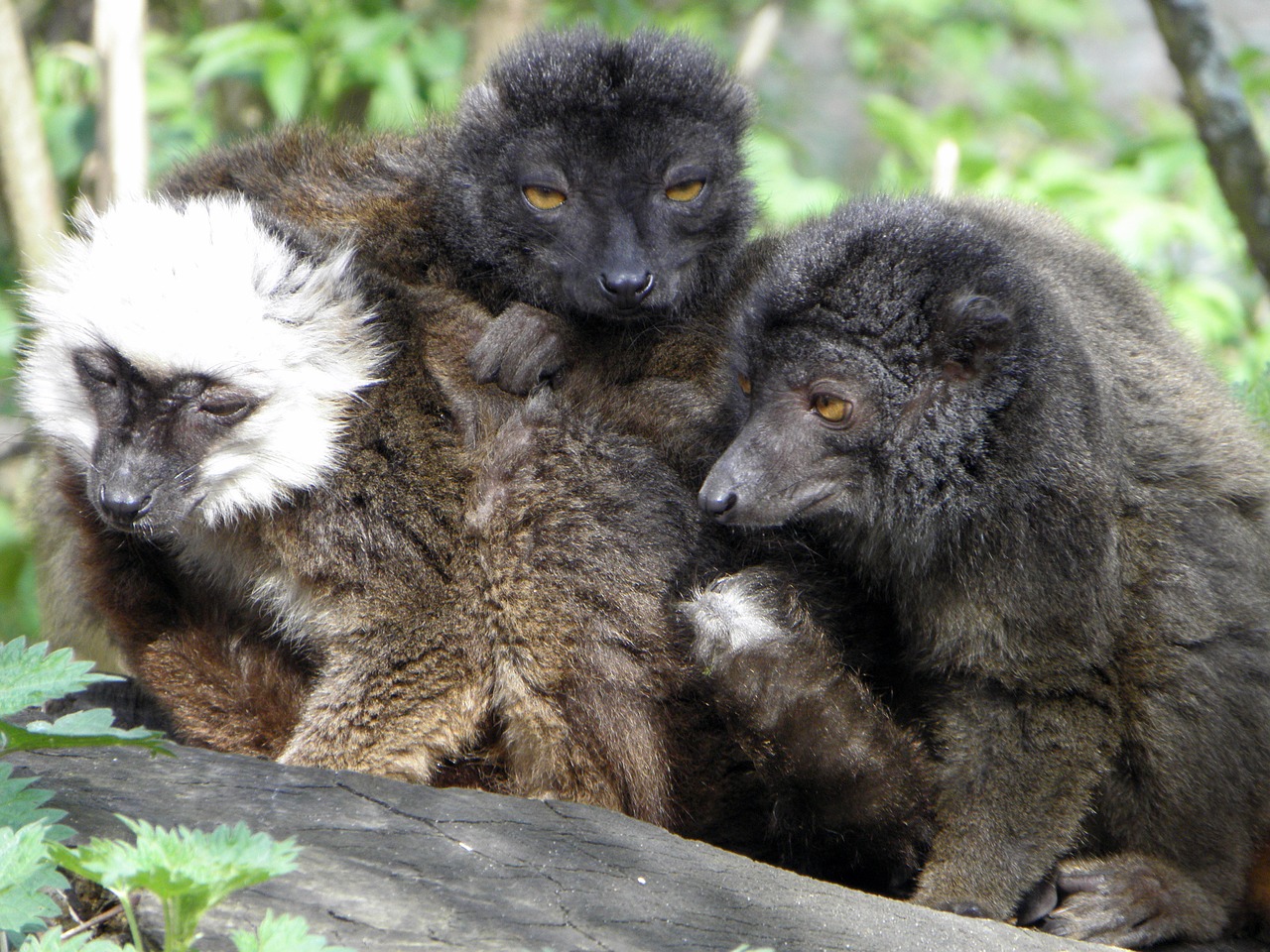 black lemur lemurs wildlife free photo