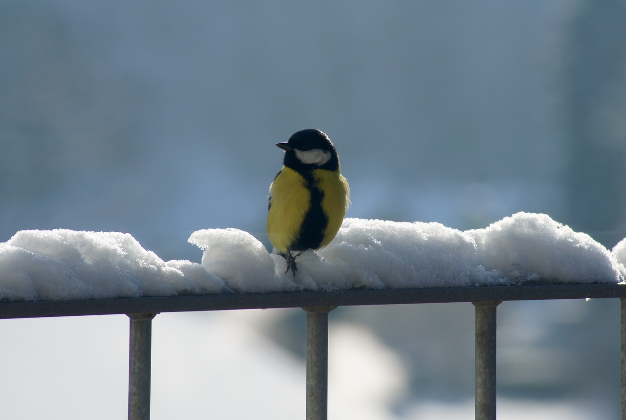 black maise bird nature free photo