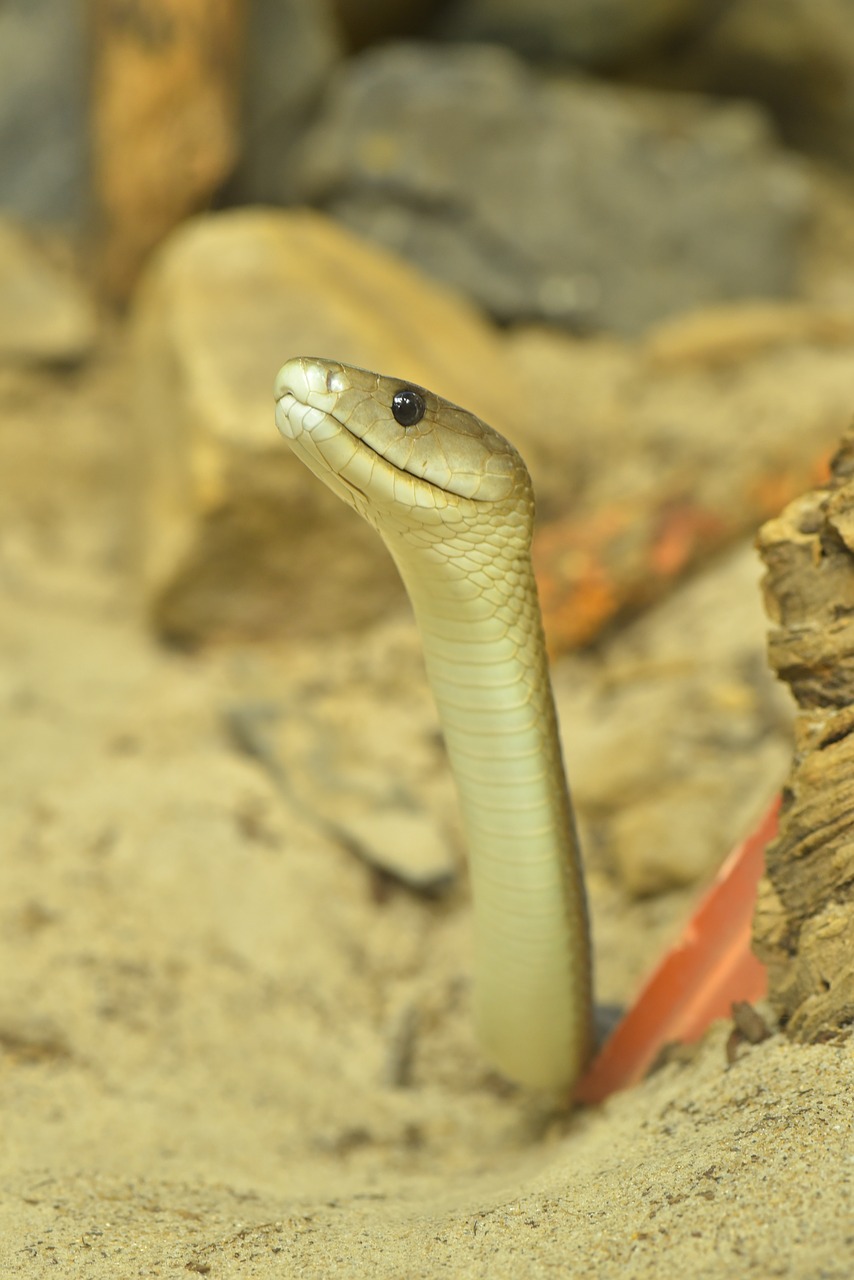black mamba dendroaspis polylepis snakes - and viper-like free photo