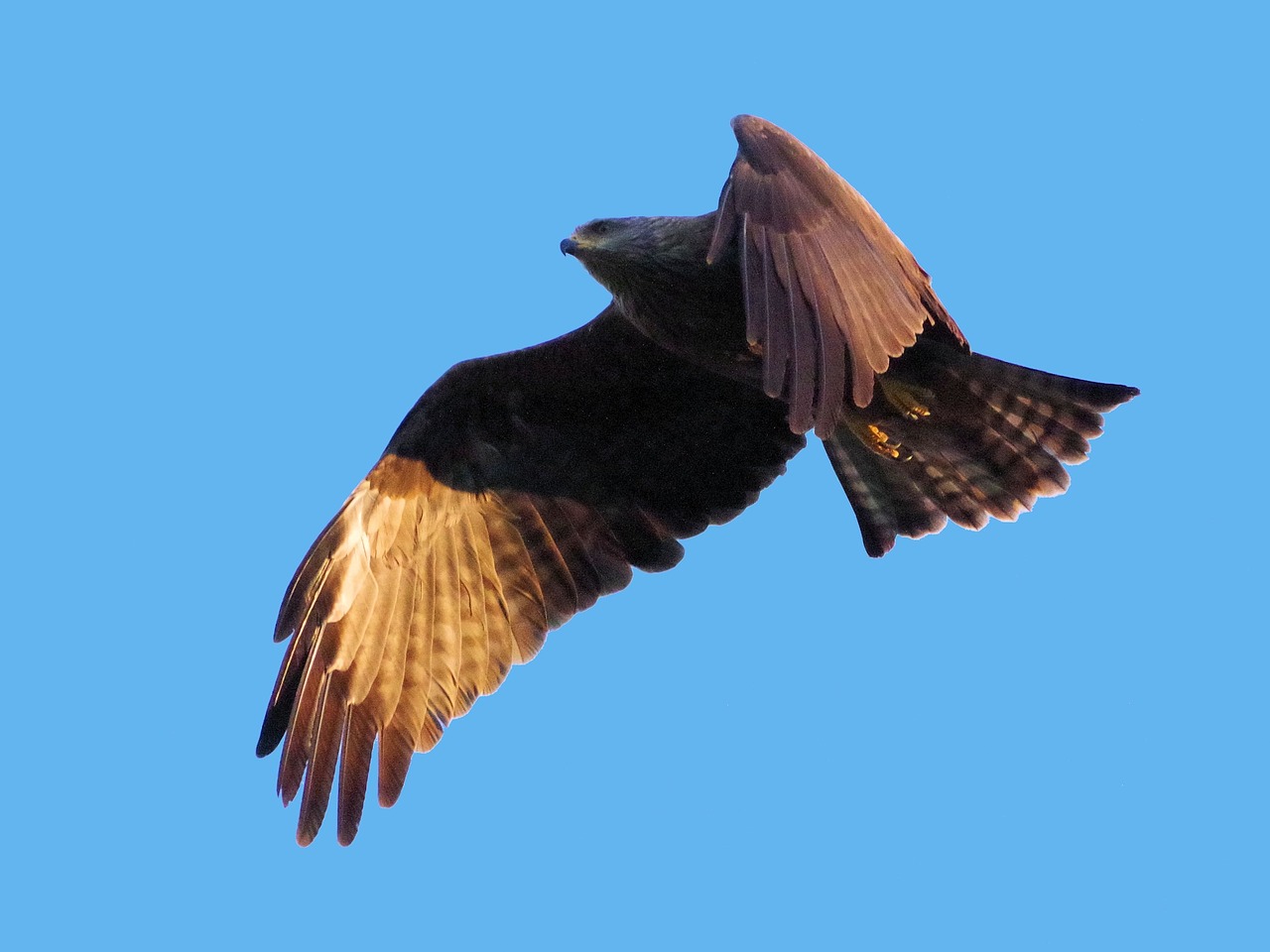 black milan  bird of prey  milan free photo