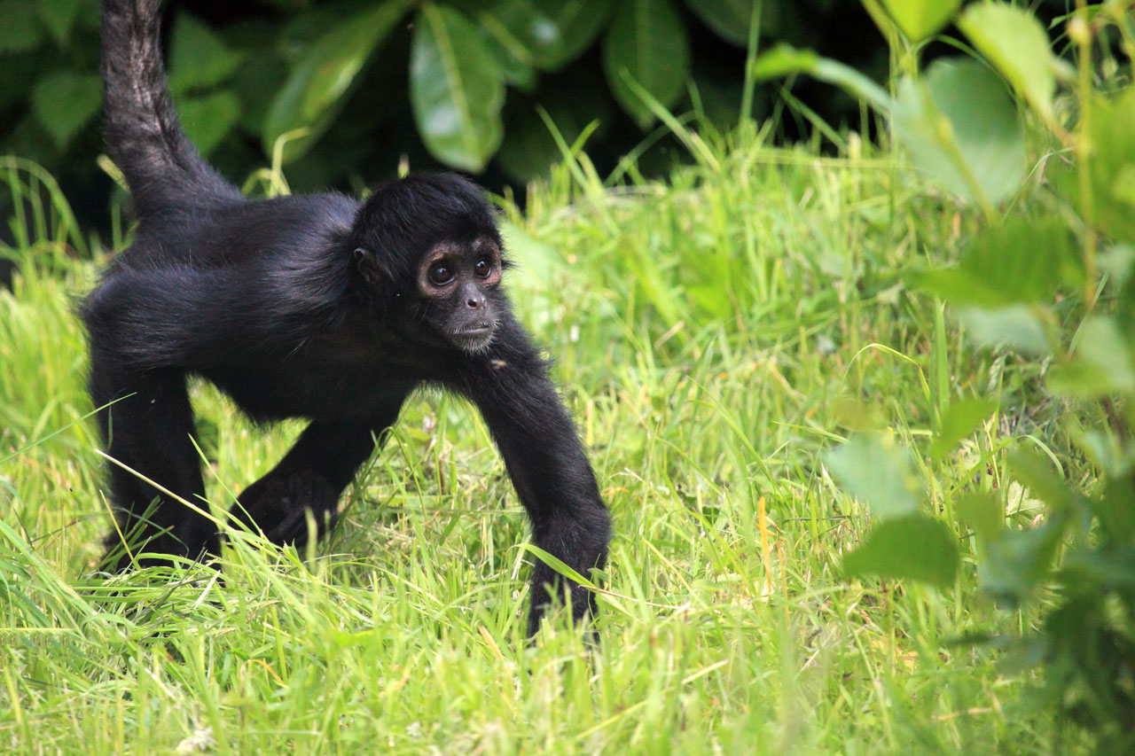 animal ape black free photo