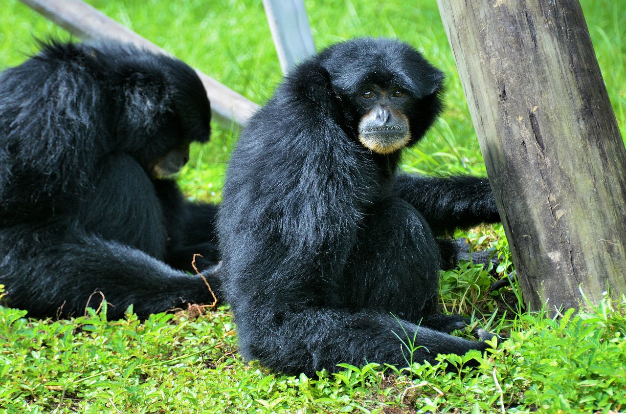 black monkey monkey primate free photo