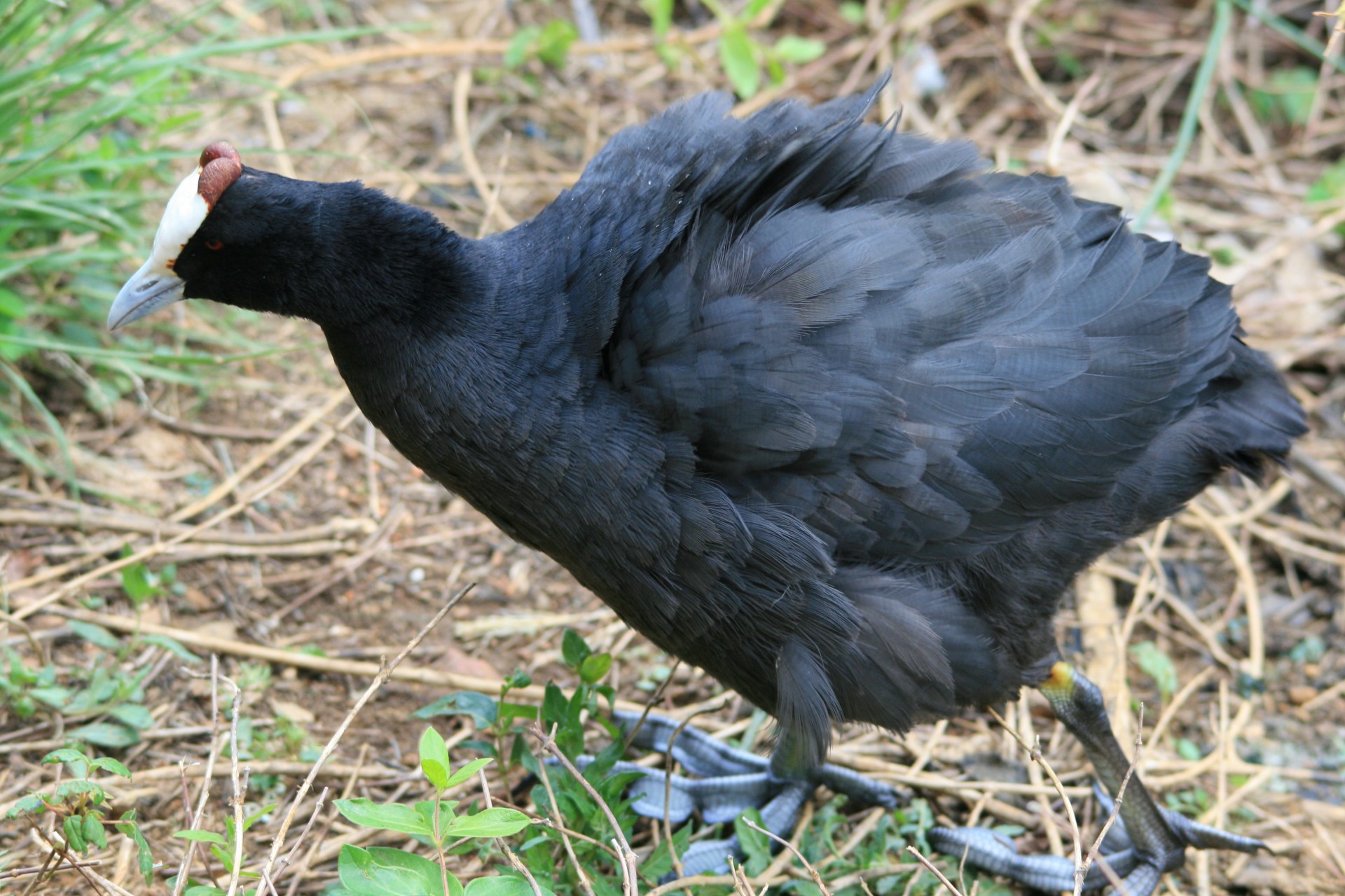 bird black hen free photo