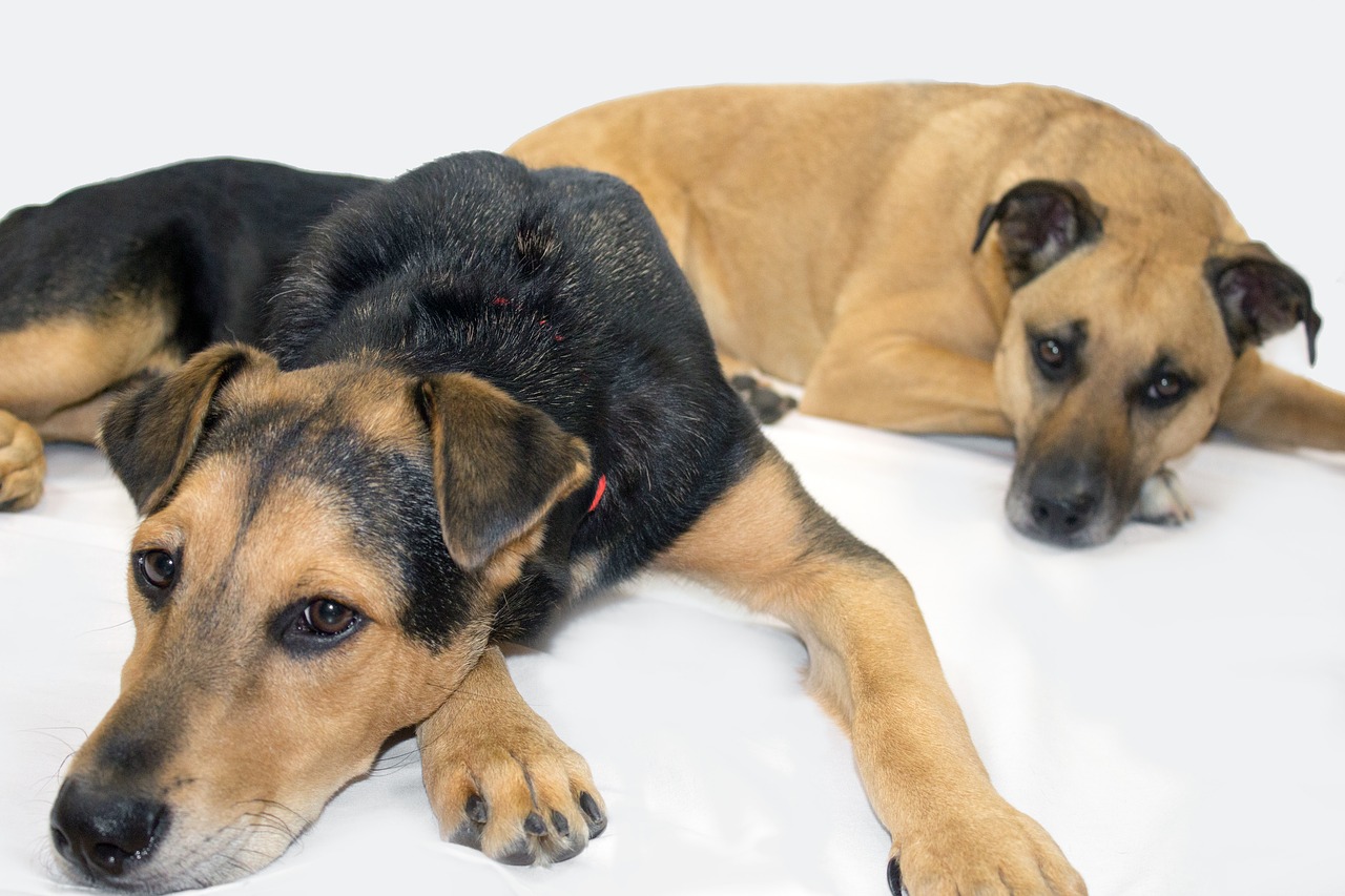 black mouth cur rescue dogs shepard free photo